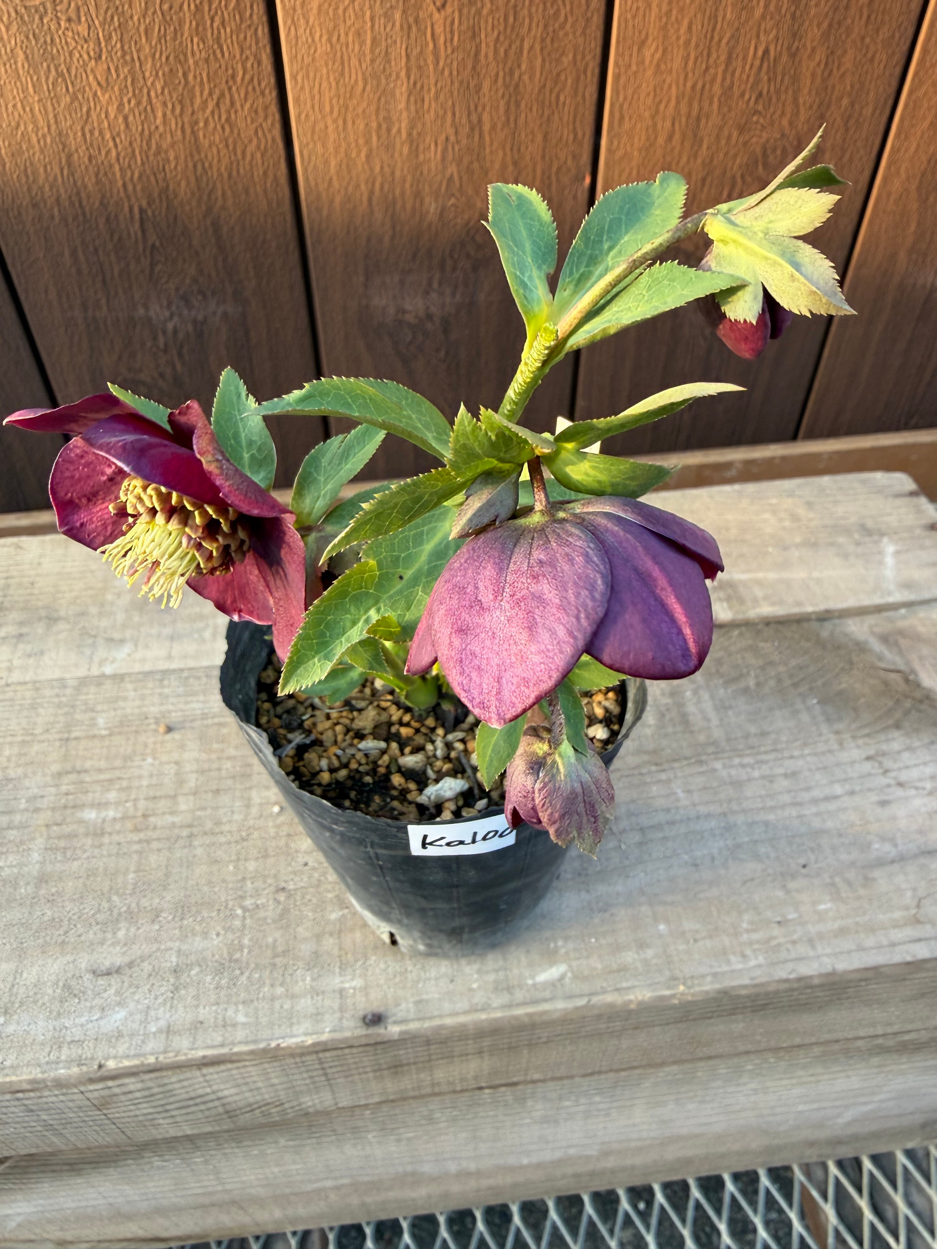 キラメキ寄りグロッシー☆モーリー系ディープレッド 加藤農園