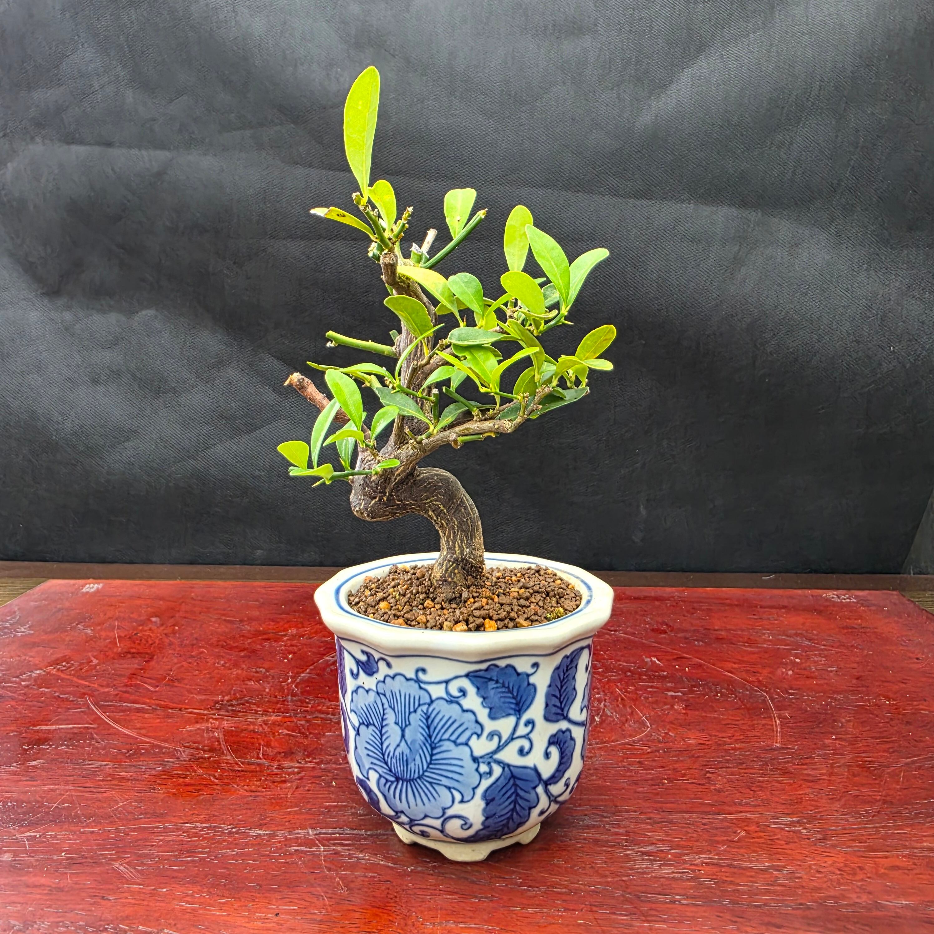 黒松石付き クロマツイシツキ | 【公式EC】BONSAI IKUMA