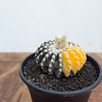 Discocactus horstii variegata【ディスコカクタス・ホルスティ錦】
