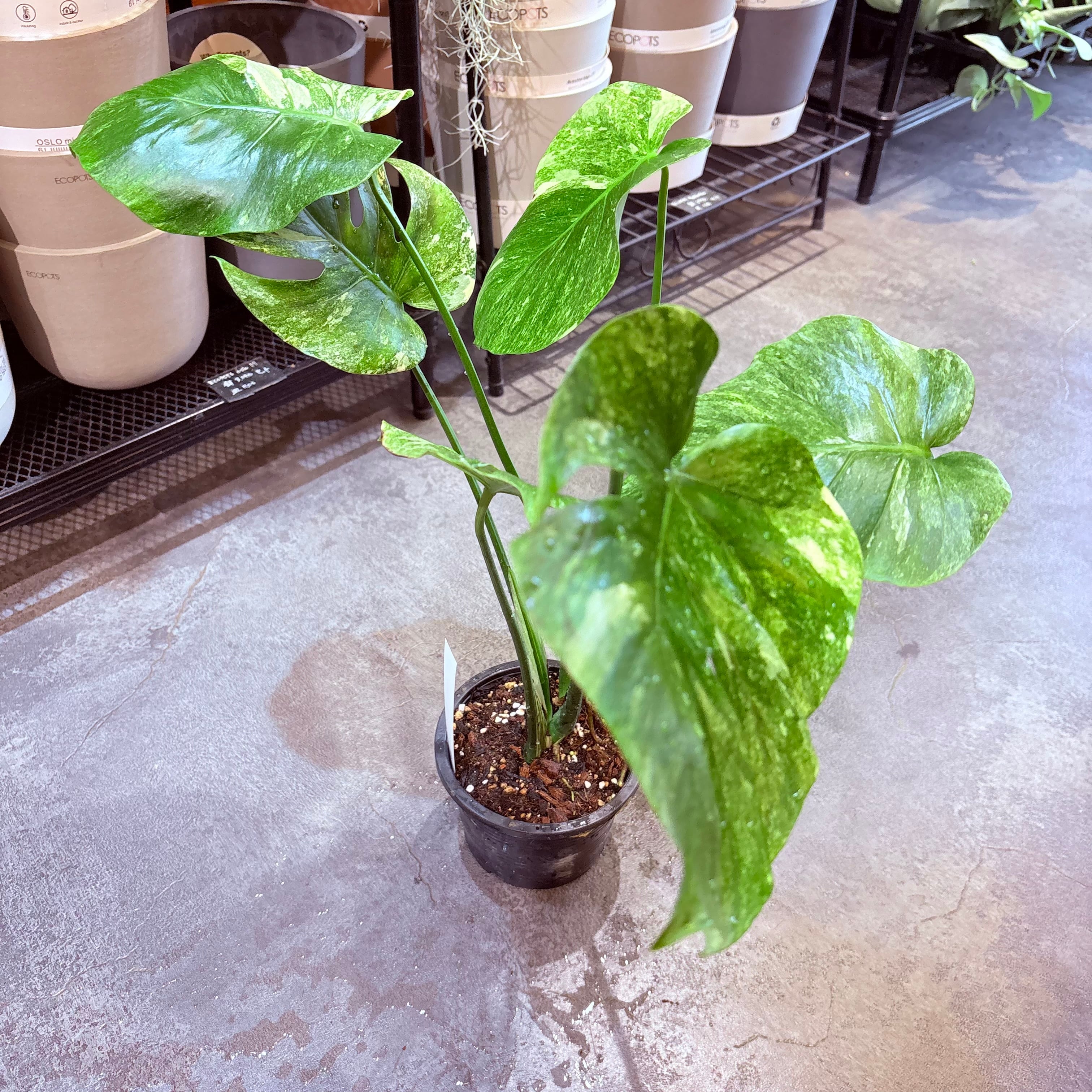 モンステラ デリシオーサ グリーンスノー 5号 A | Green Vibes 宇都宮