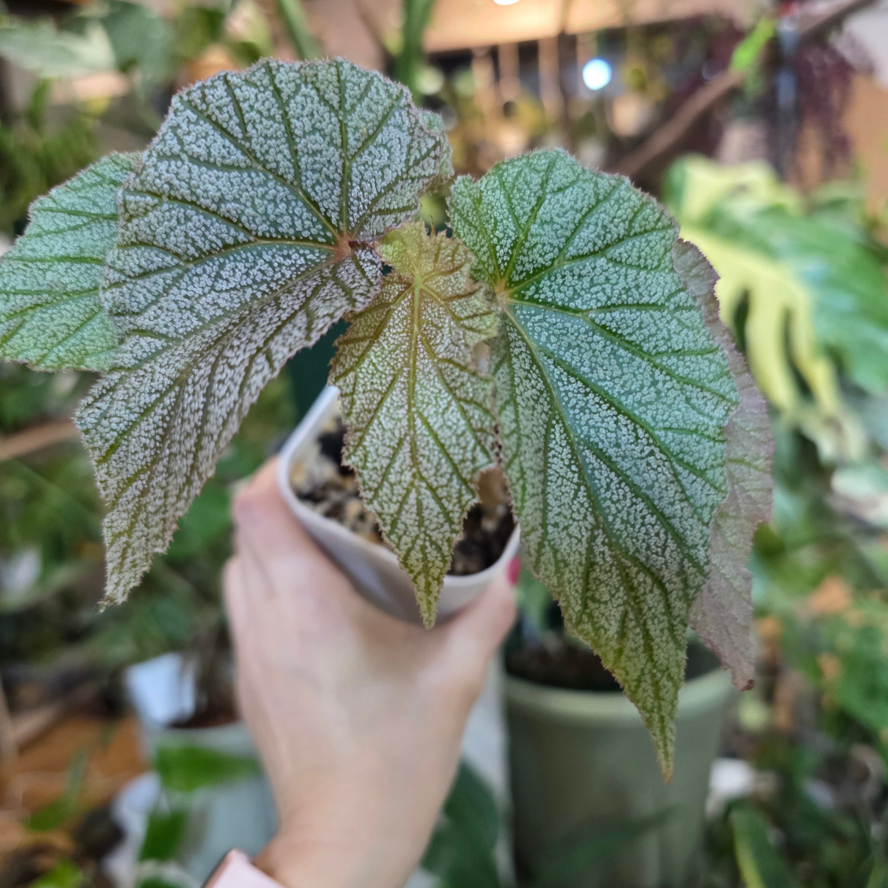 ベゴニア | HAPPAX