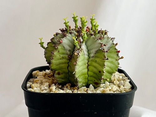 Euphorbia Horrida ユーフォルビア・ホリダ　白衣胴太  多肉植物