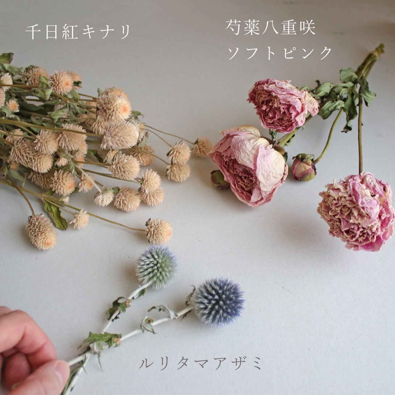 千日紅 ホワイト (キナリ ベージュ アイボリー )/ 北海道産ドライ