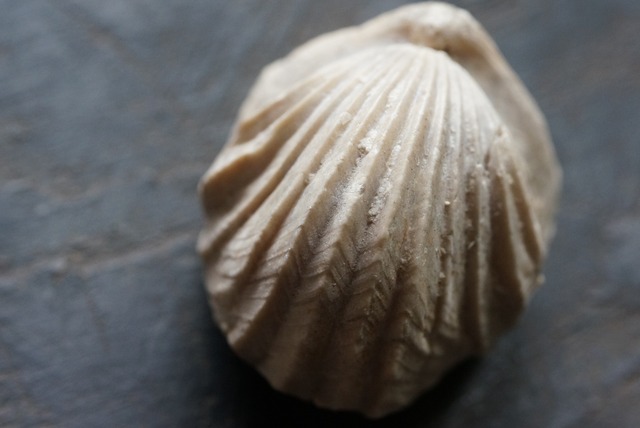 Burmirhynchia Decorata　化石 ⑨