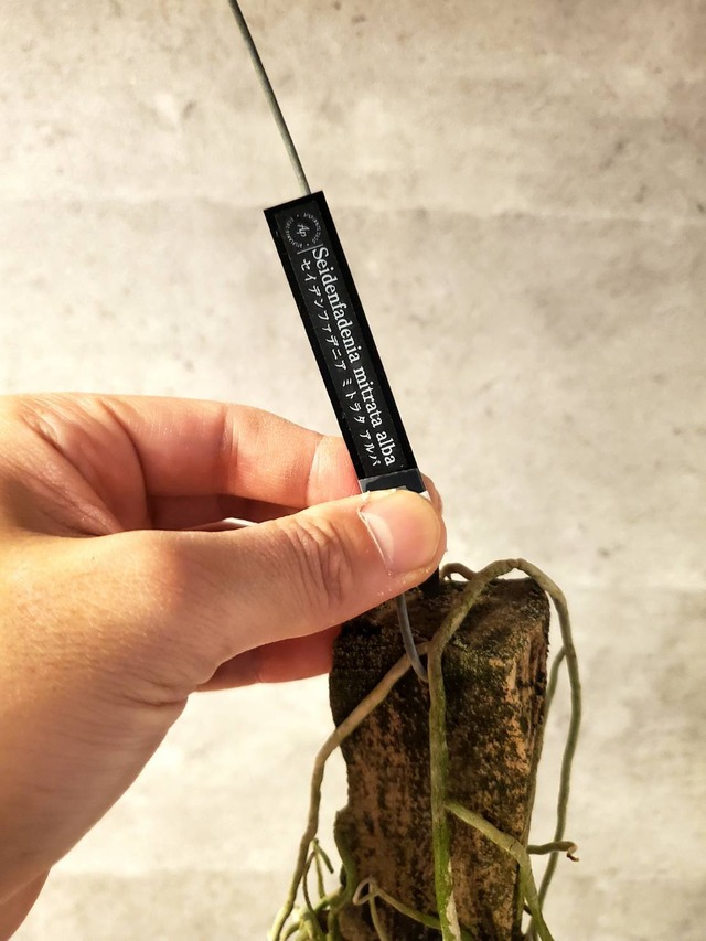 Seidenfadenia mitrata alba 【artPLANTs】セイデンファデニア ミトラタ アルバ  着生ラン