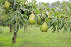 【西洋梨】バラード ３㎏（8ｰ11個） ＜10/20-10/30頃の限定品♬＞ Pear "Ballade"