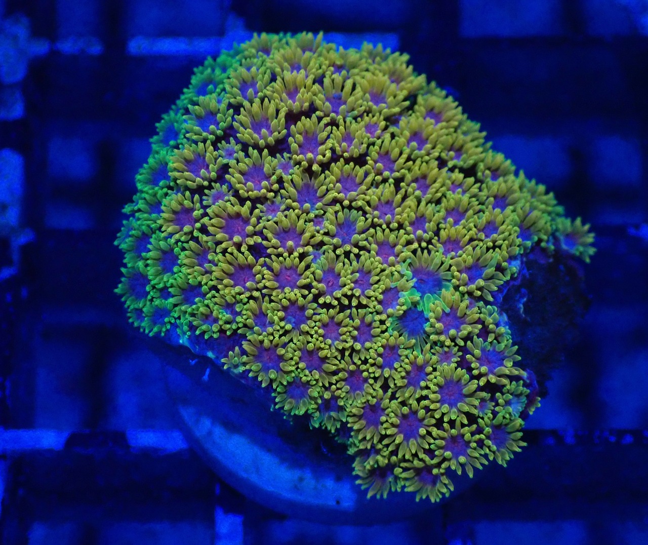 Goniopora FromMakassar ShortPolyp 1