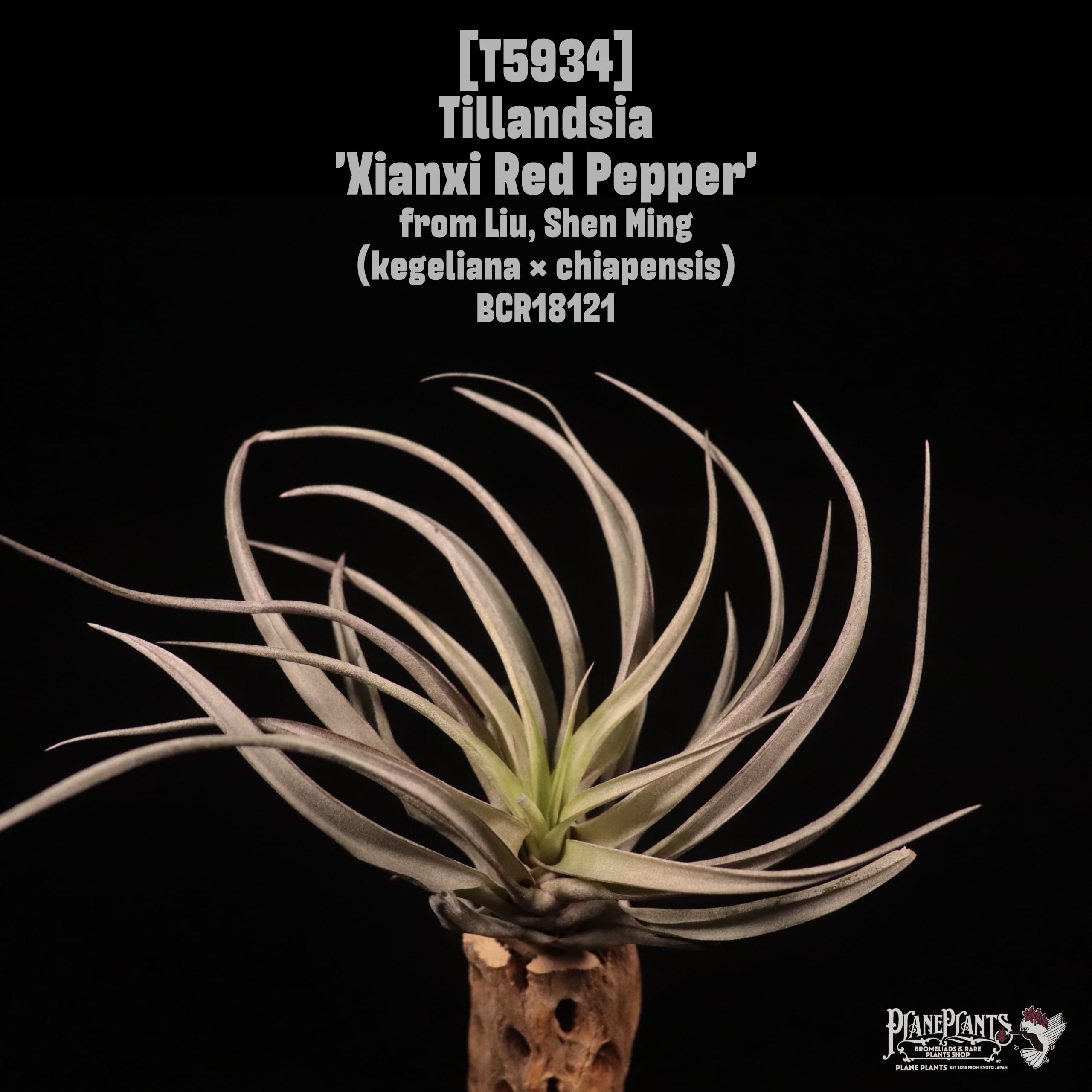 Hybrid / Variegated | plane plants