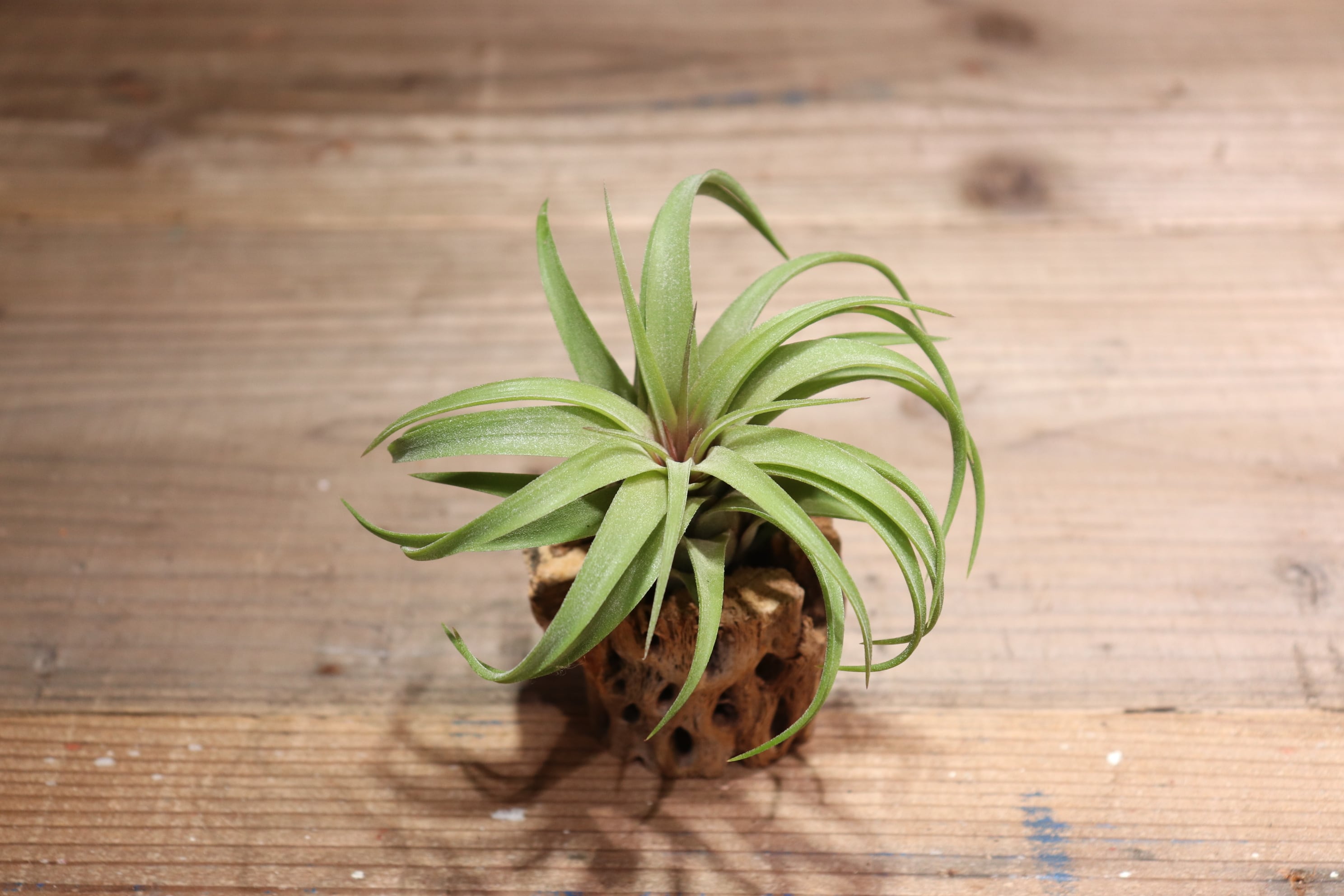 送料無料】ionantha x streptophylla〔エアプランツ〕現品発送T2970