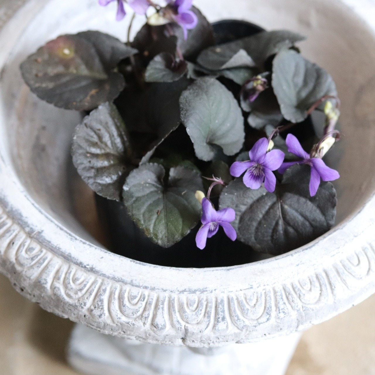 黒葉スミレ　ラブラドリカ　春のお花　小さいお花　ブルー系　宿根草