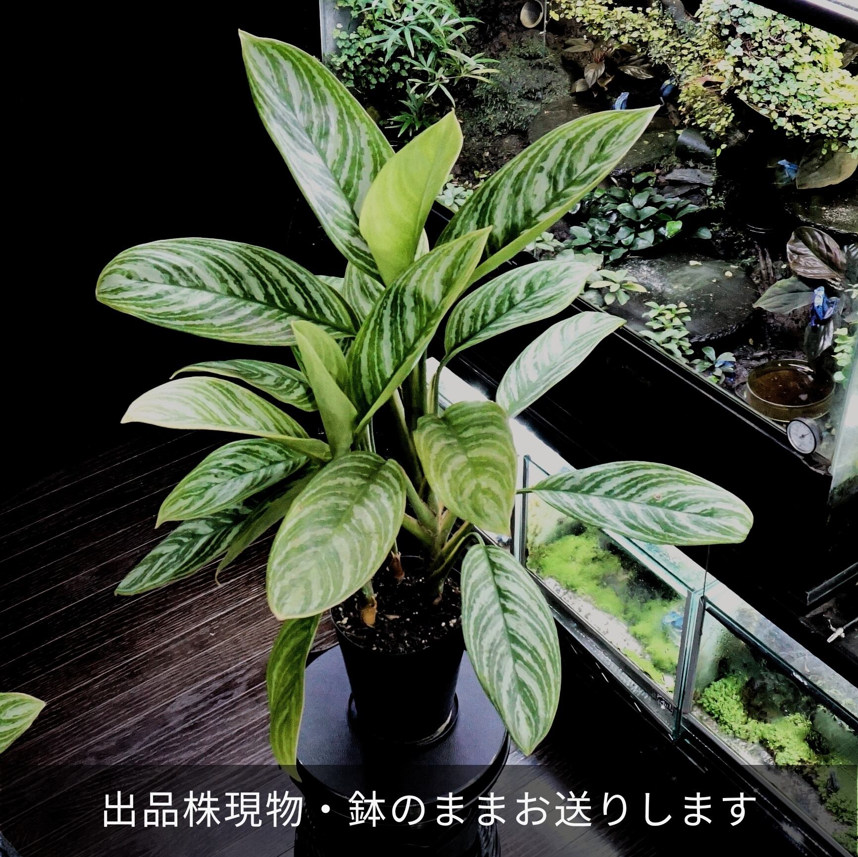 特選親株 アグラオネマ カーティシー Aglaonema Nitidum Curtisii ブルーゲッコーラボ Bluegeckolab 特選親株 アグラオネマ カーティシー Aglaonema Nitidum Curtisii ブルーゲッコーラボ Bluegeckolab