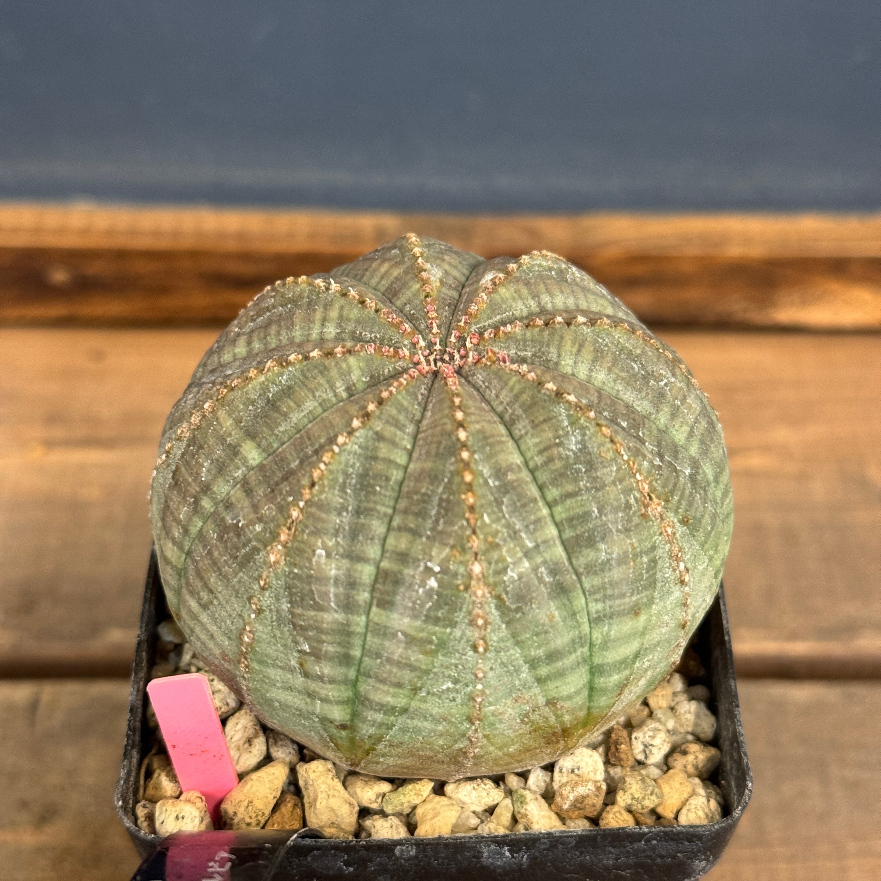 ユーフォルビアオベサ ユーフォルビア オベサ【734】 | PROTOLEAF プロトリーフ