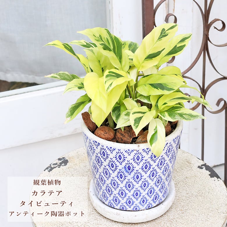 現品販売 観葉植物 カラテア タイビューティ アンティーク陶器ポット