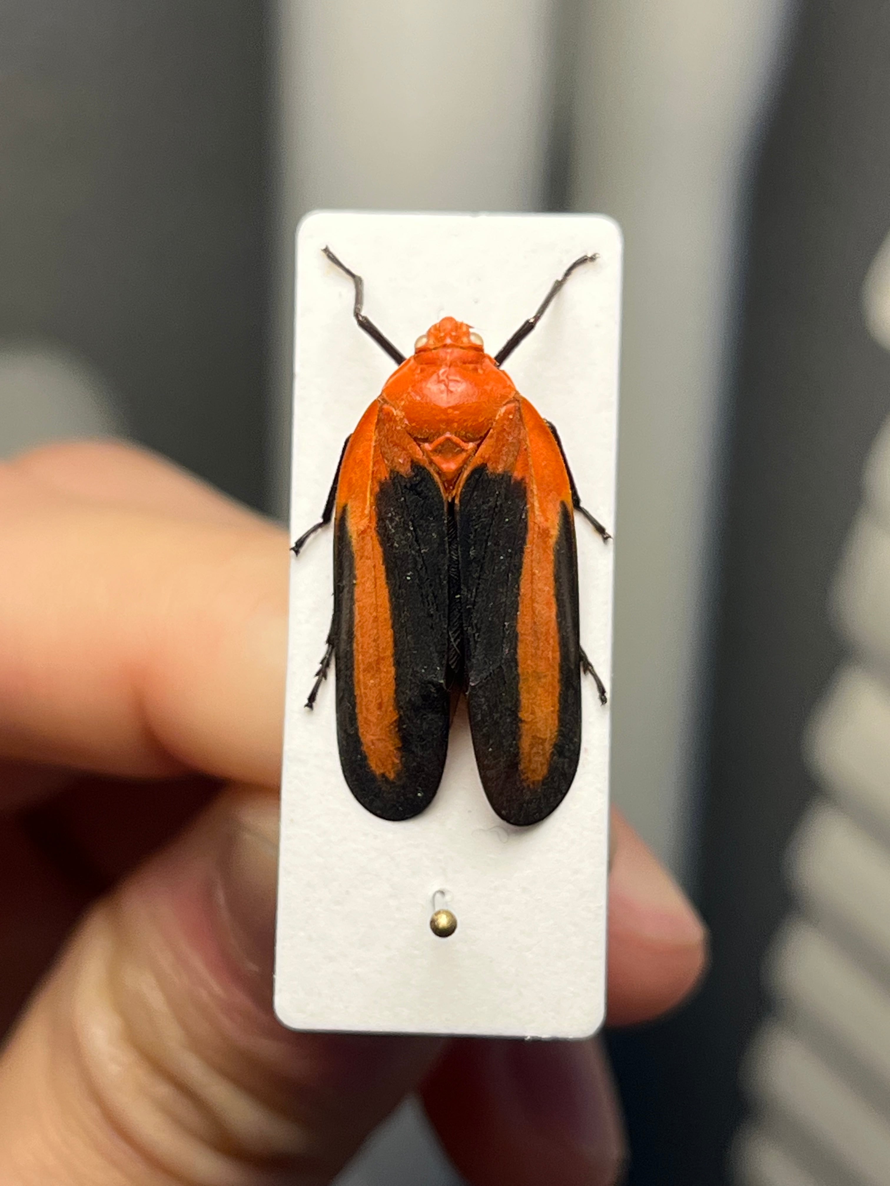 ペルーのコガシラアワフキムシの一種 標本 コガシラアワフキ ツノゼミ