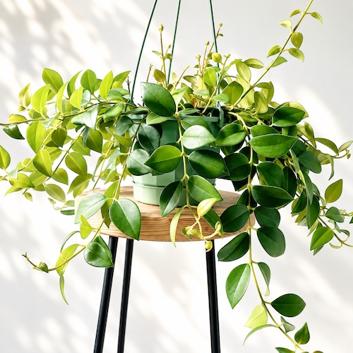 エスキナンサス モナリザ 観葉植物 calm cafe