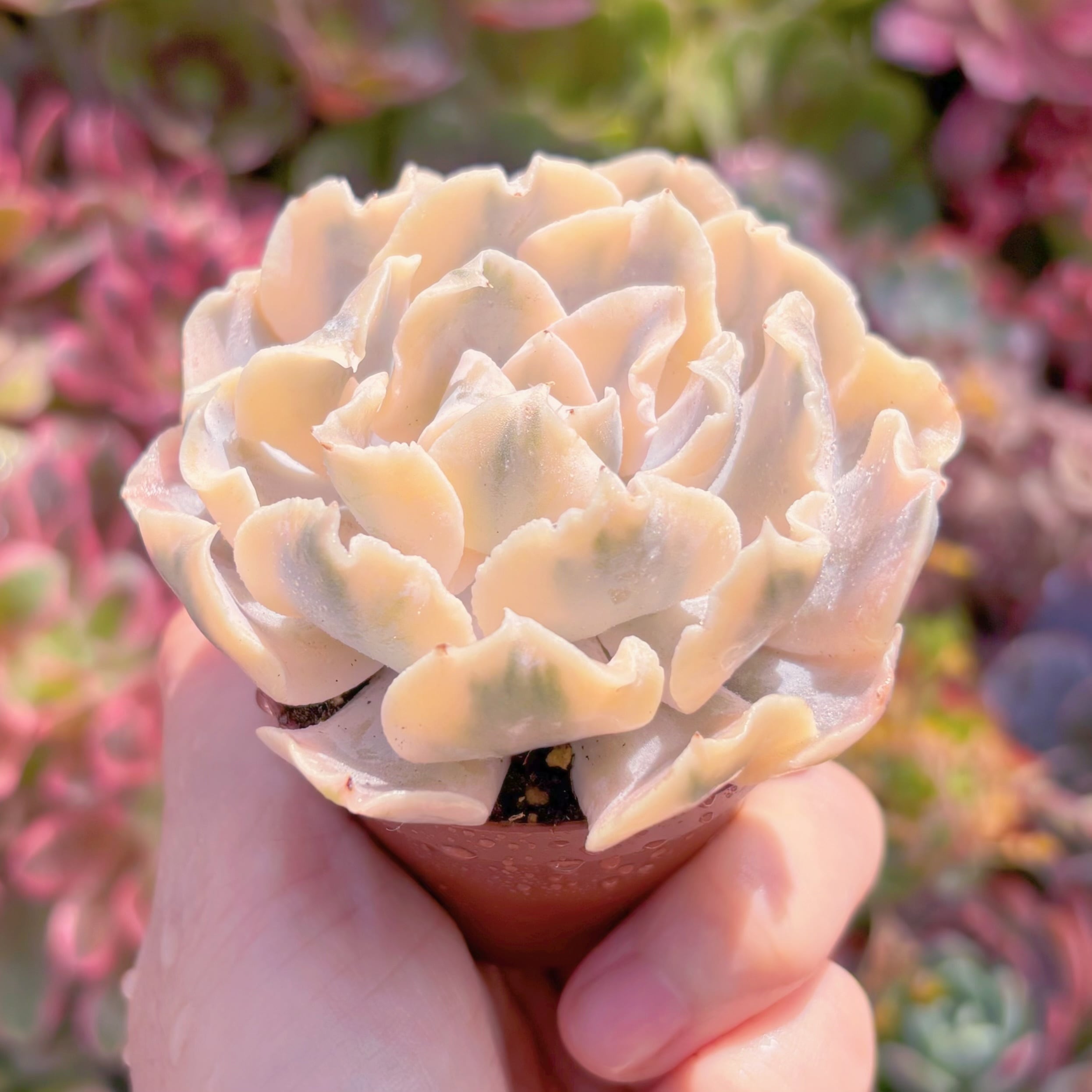 多肉植物 リベリア錦 新入荷 るる農園 | るる農園~多肉植物専門