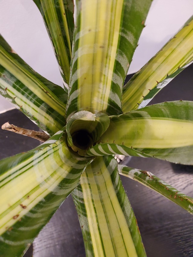 Aechmea chantinii Samurai【artPLANTs】エクメア/タンク