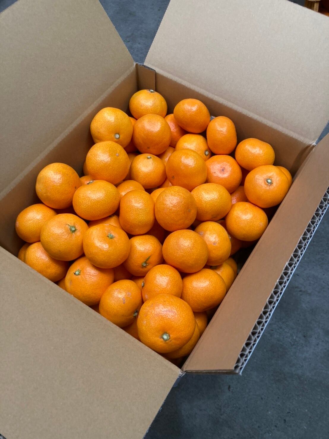 瀬戸内・高根島柑橘 長寿園