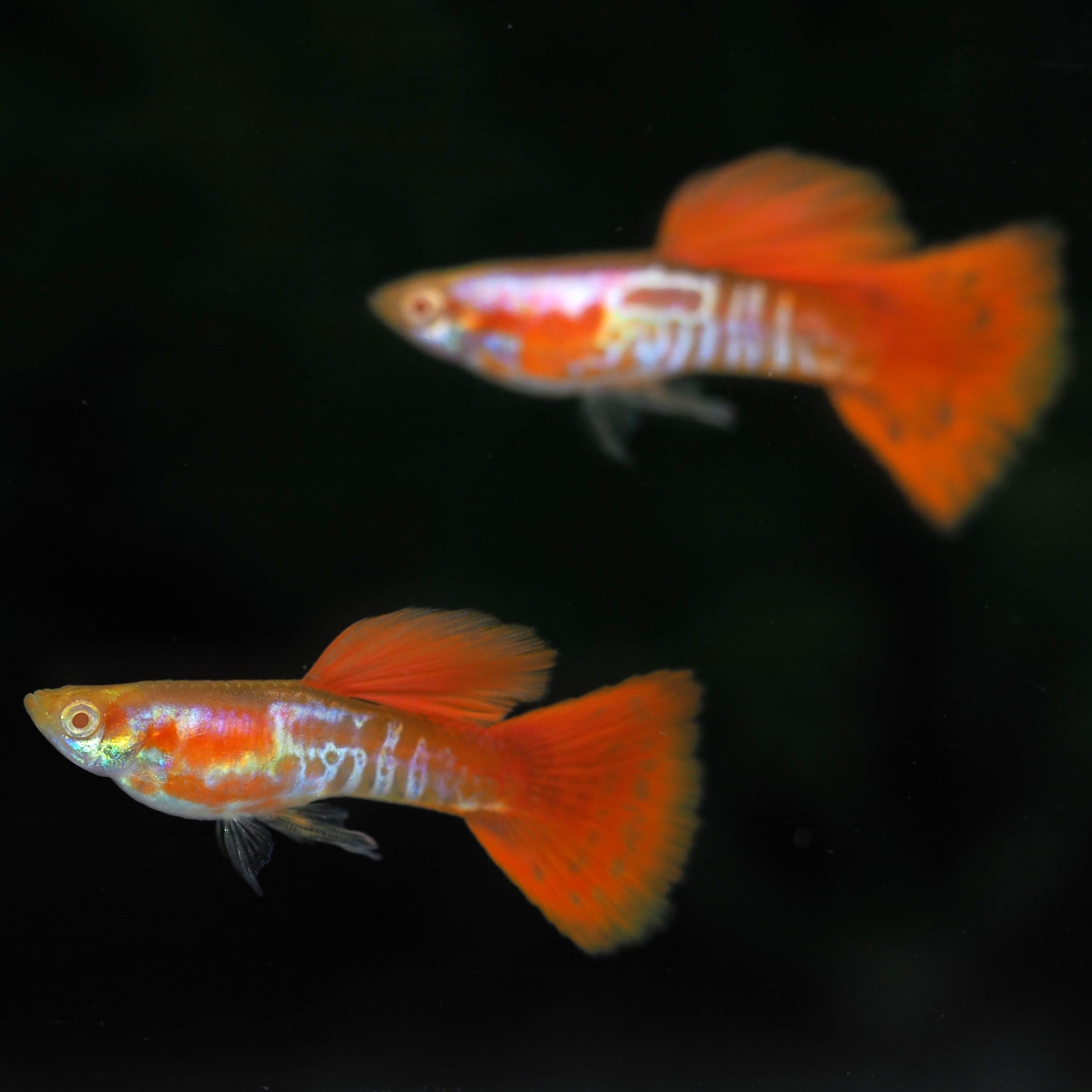 GUPPY | 伊豆グッピーファーム
