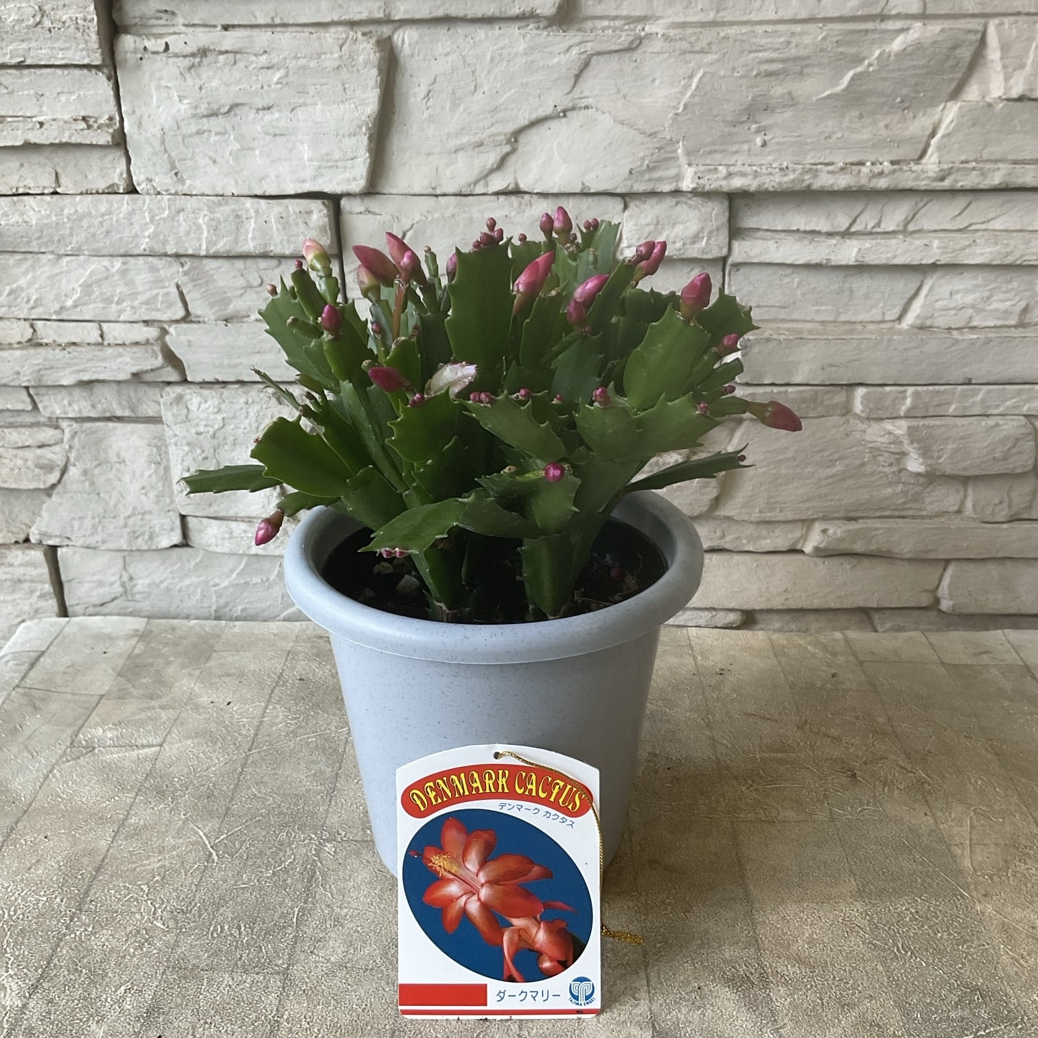 シャコバサボテン（デンマークカクタス）選べる♪4種 5寸鉢 | 橋本種苗園