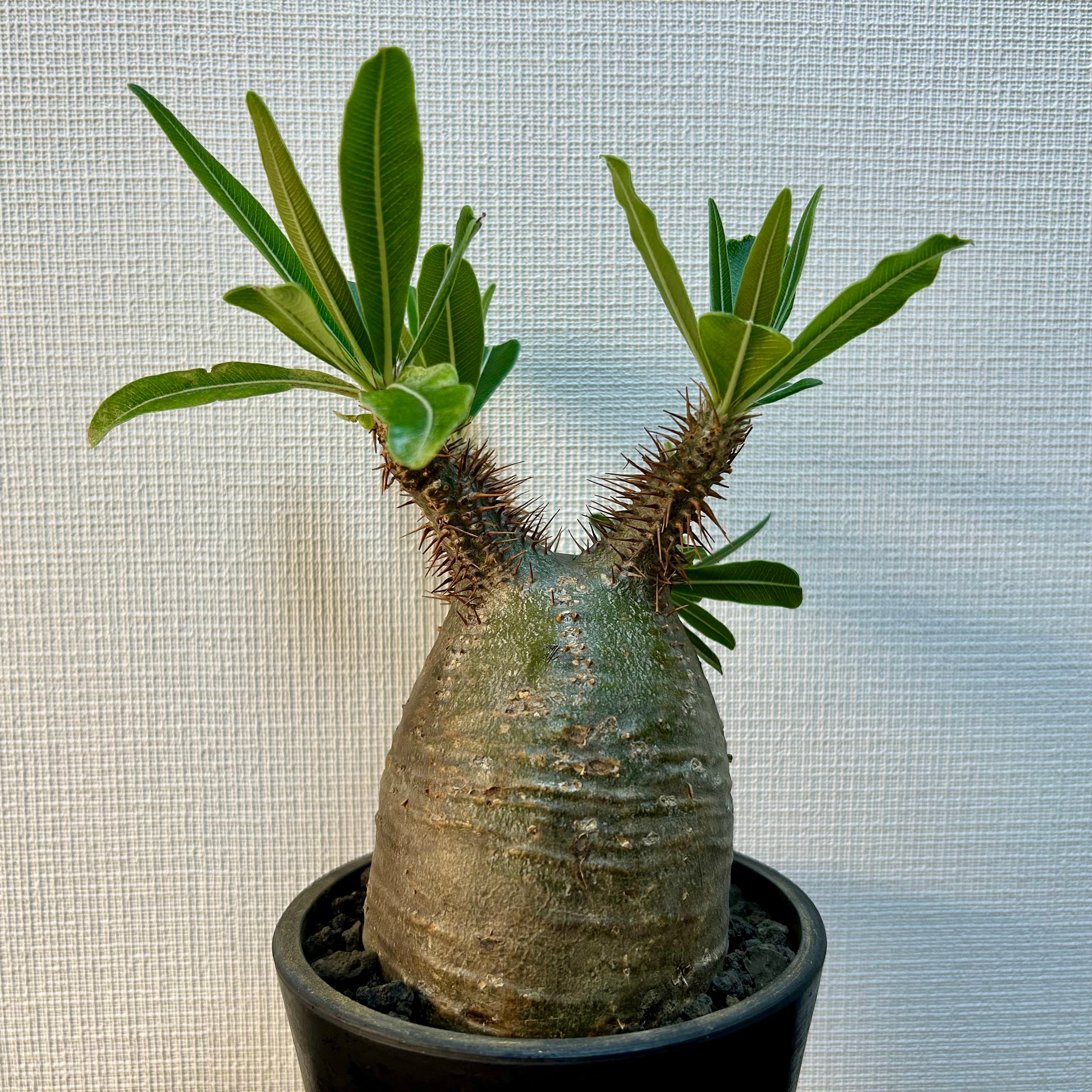 パキポディウム グラキリス 現地球(発根済み)象牙宮 2.5号 塊根植物-