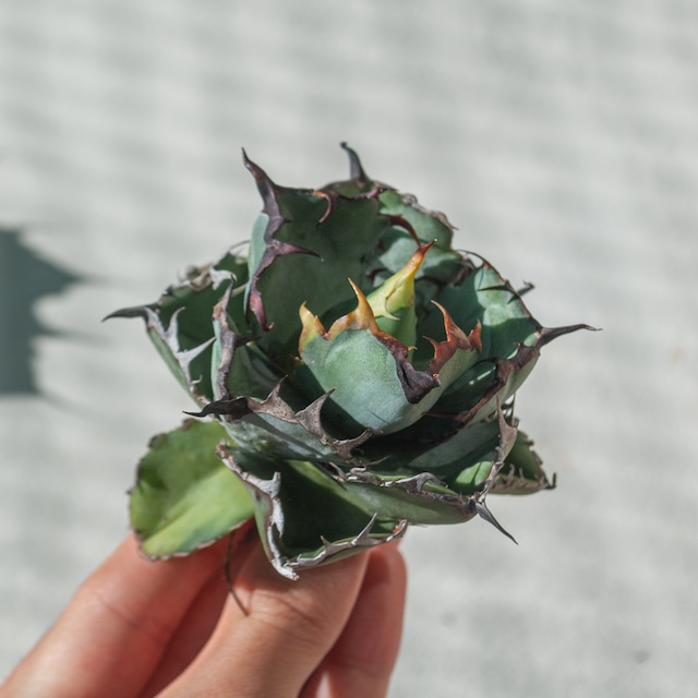 【初売り!!】アガベ チタノタ ブラック&ブルー No.1