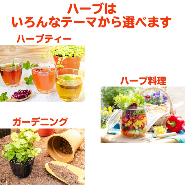 ハーブ 寄せ植え Donna S 赤 苗2個 ハーブ苗のポタジェガーデン 本店