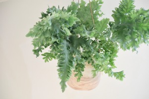 【S】フレポディウム ダバナ/Phlebodium Aureum Davana　※陶器ハンギングポット付き