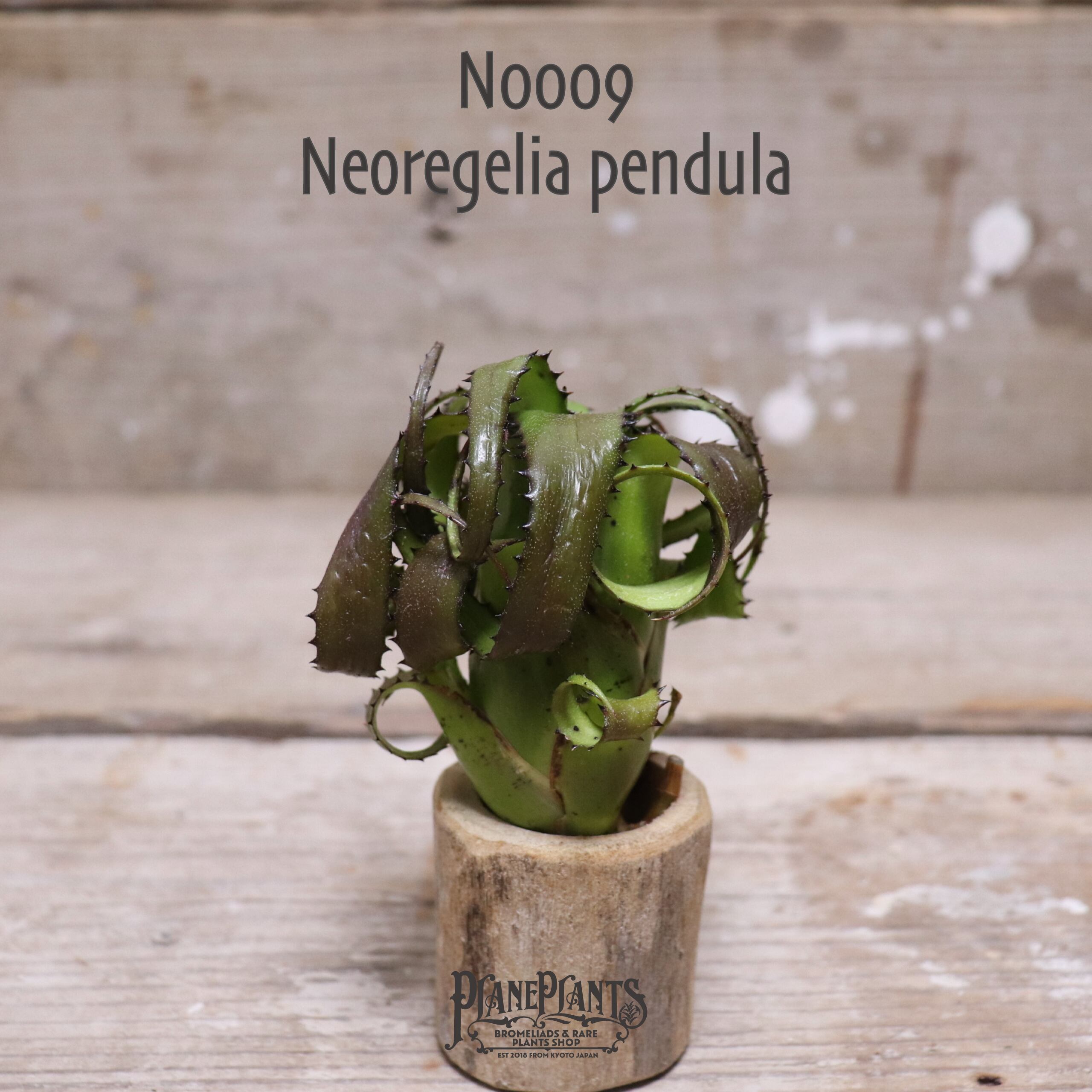 【送料無料】pendula MS〔ネオレゲリア〕現品発送N0009