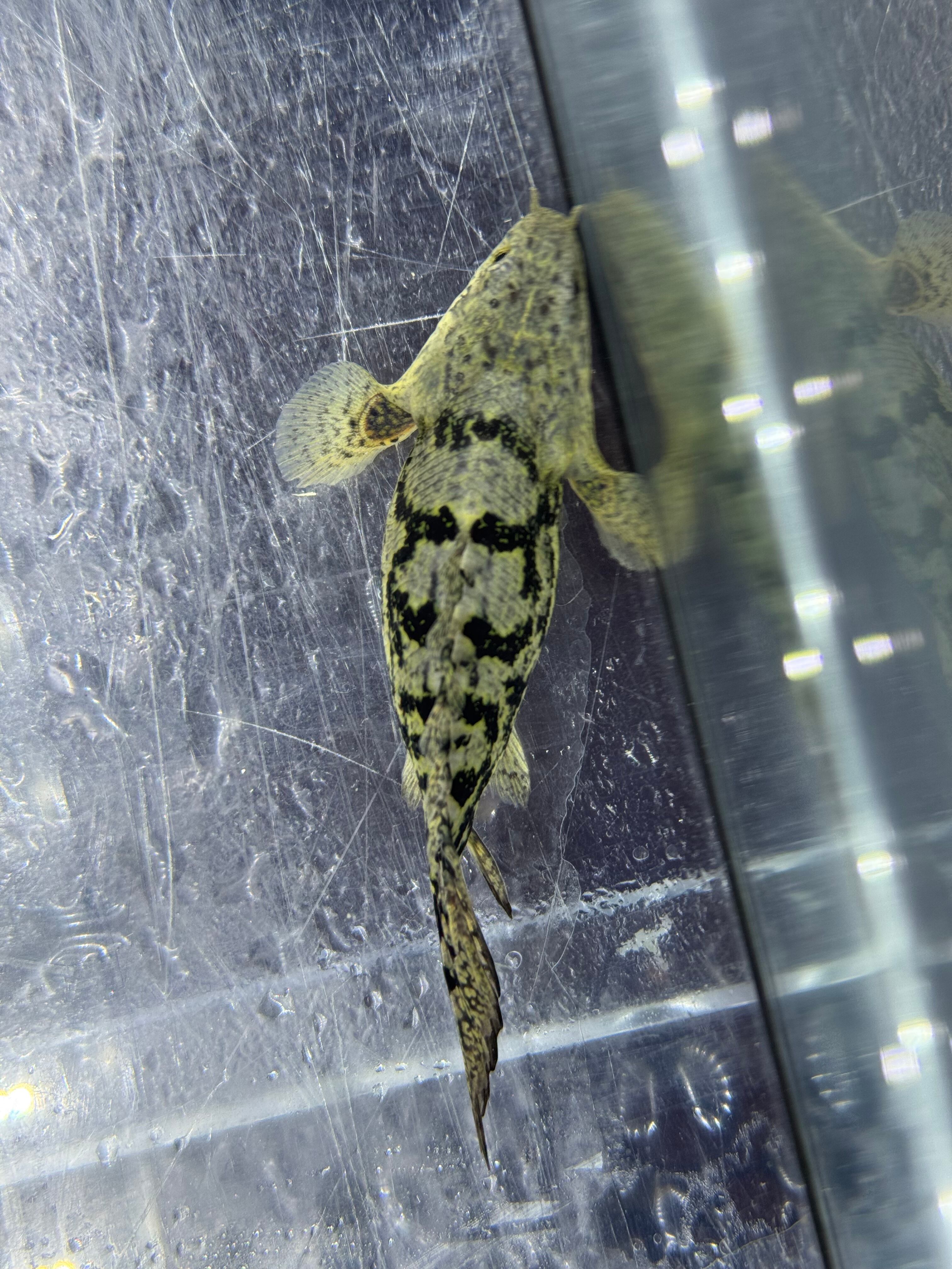 Po.デルヘッジ ウルトラショートボディ9cm | AQUASTYLEG