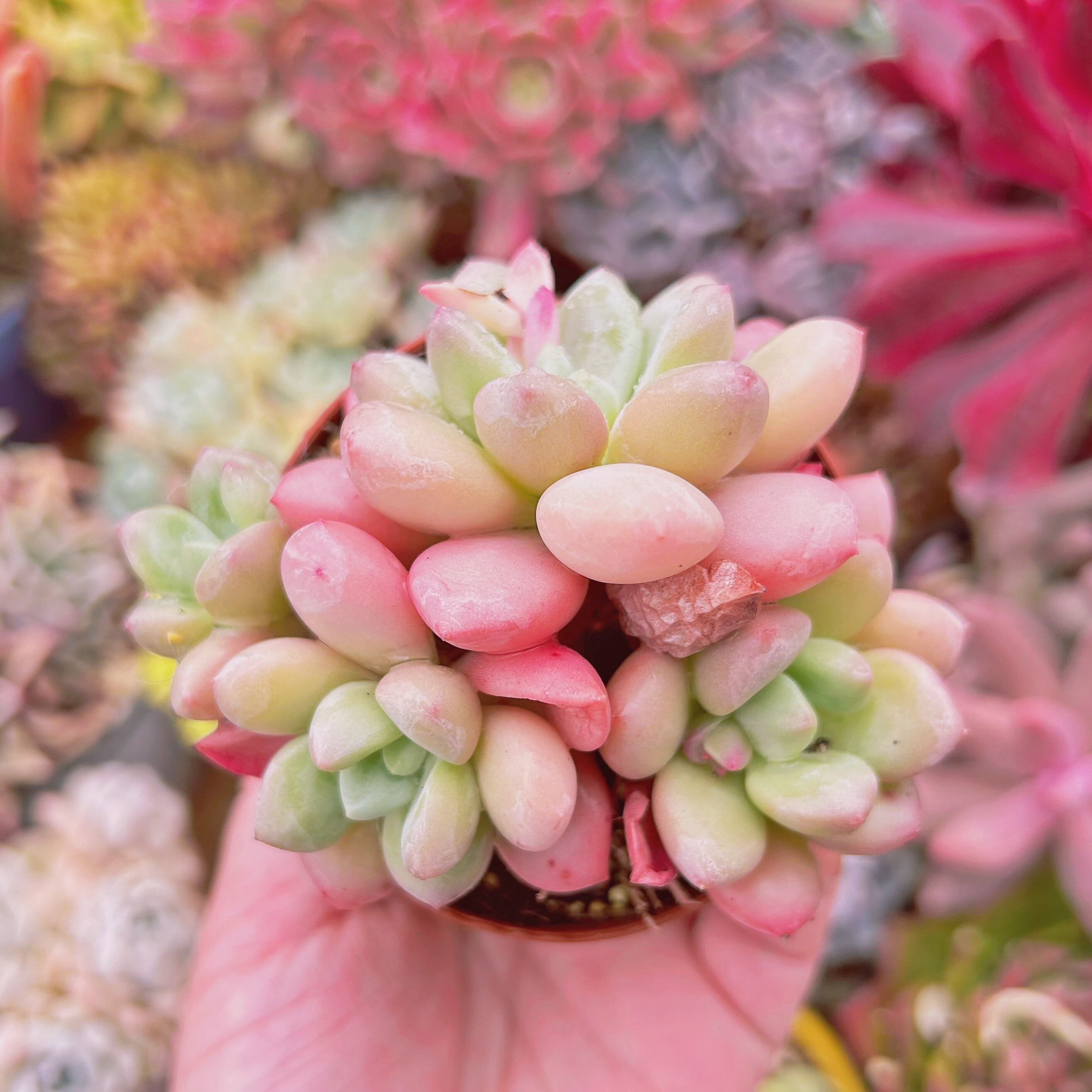 多肉植物　 Echeveria   新品種　ピンクエッグ　3頭以上