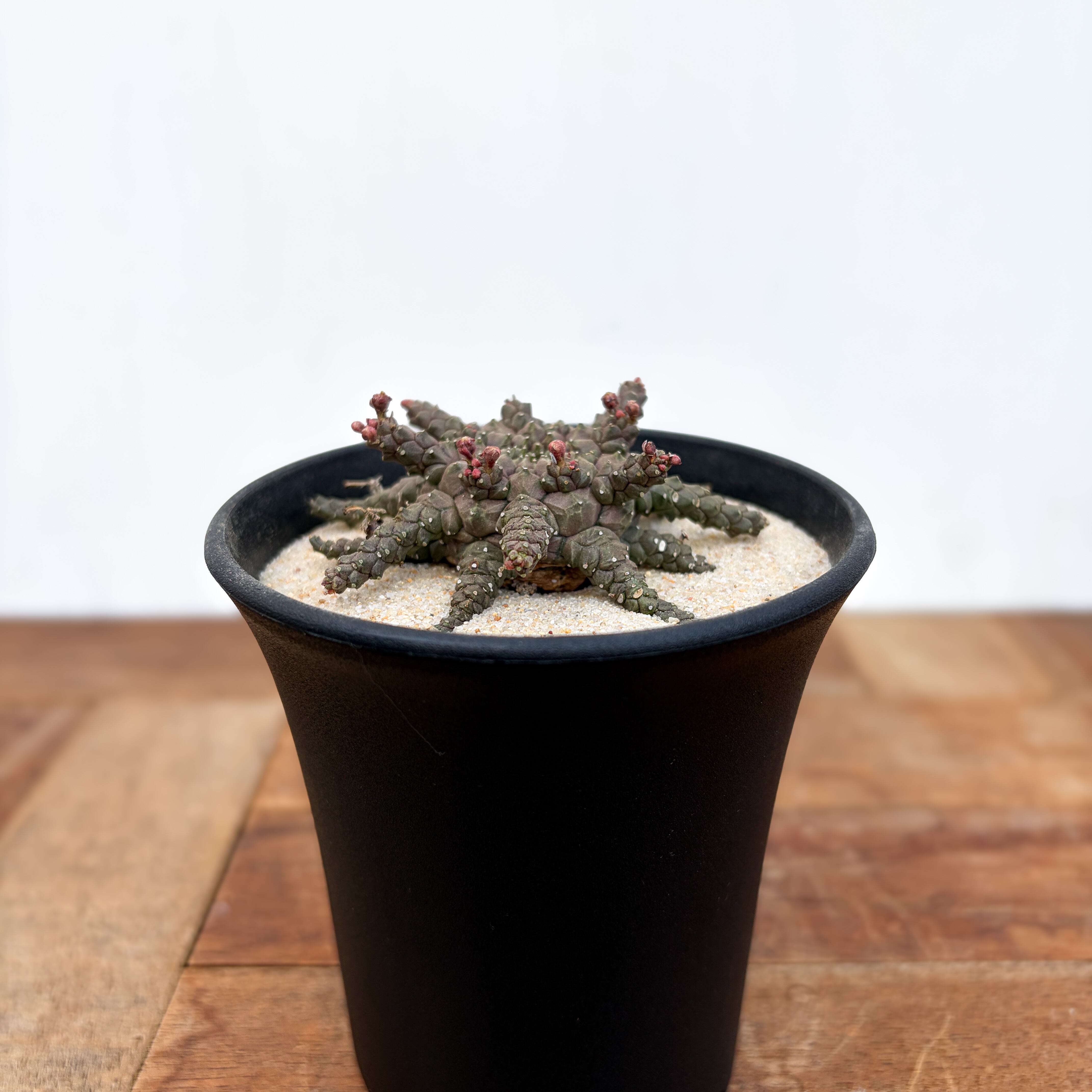 Euphorbia brevirama【ユーフォルビア・ブレビラマ】 | RIMO'S GREEN