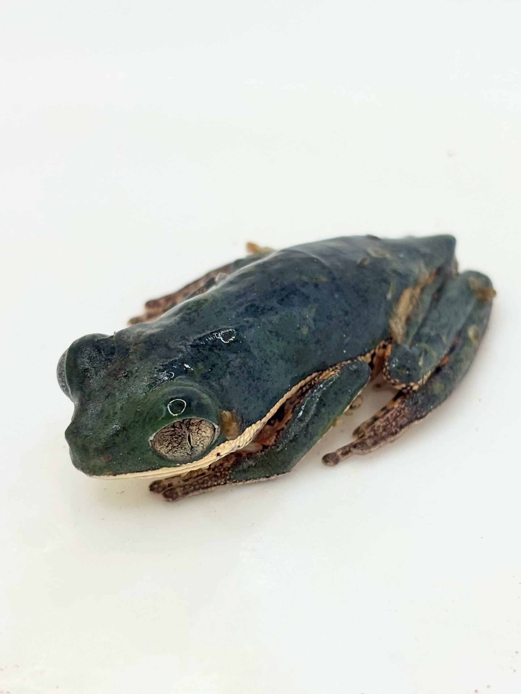 テヅカミネコメガエル 1匹 | まるころ商店〜まるくてころころした