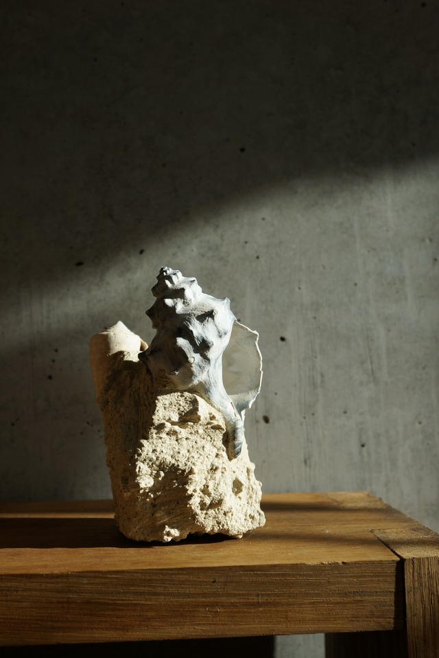 フランス産巻貝化石 Gastropod Fossil 1446