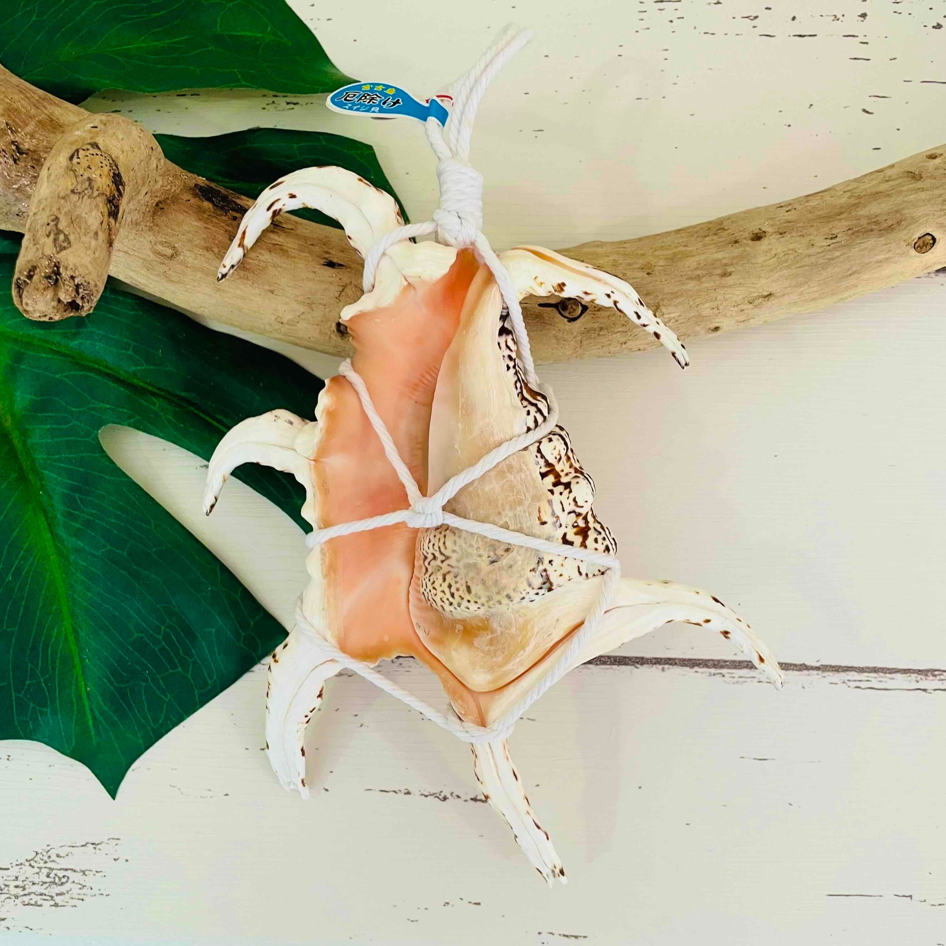 魔除けの貝「スイジガイ」編み込みロープ付 | Kaihoukan