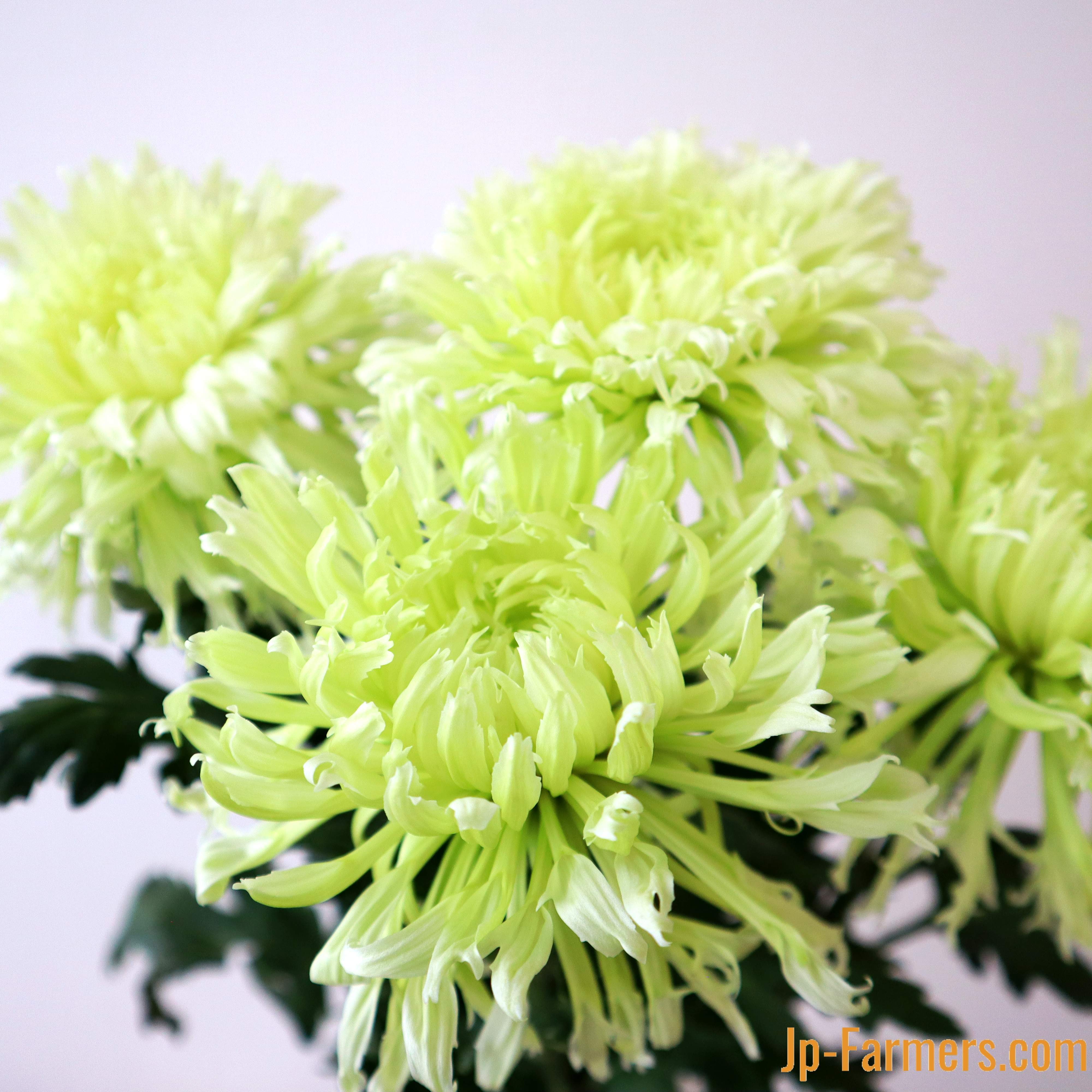 菊（マム）類 | 新鮮お花問屋 Jp-Farmers.com