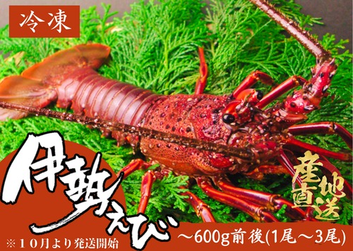 【送料無料】(冷凍〉今だけセール伊勢海老600ｇ(1～3尾)