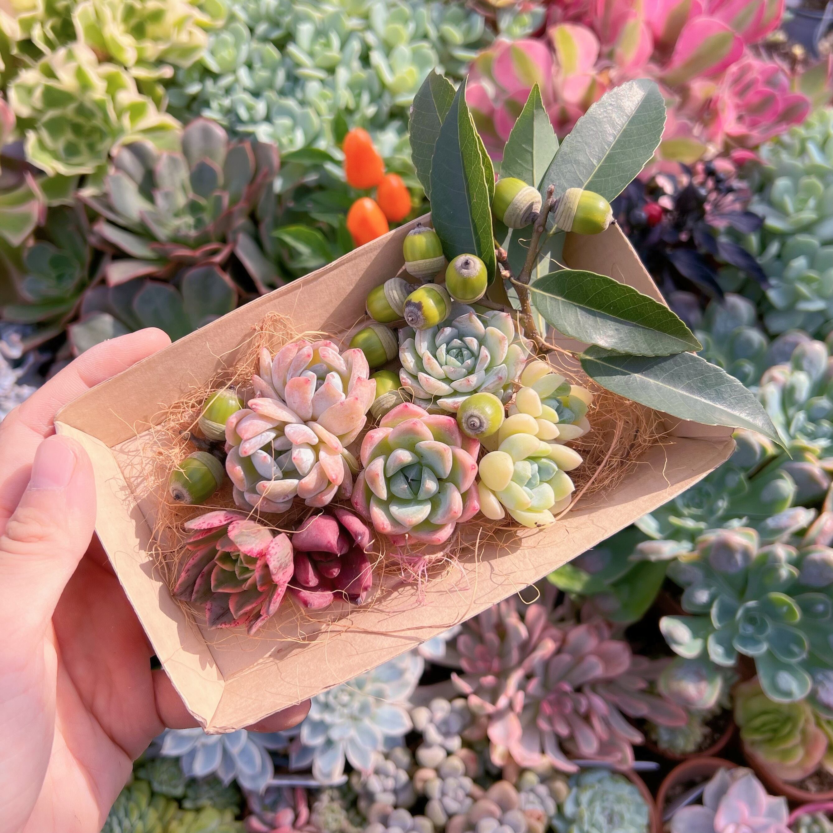 現物　多肉お弁当#637   るる農園