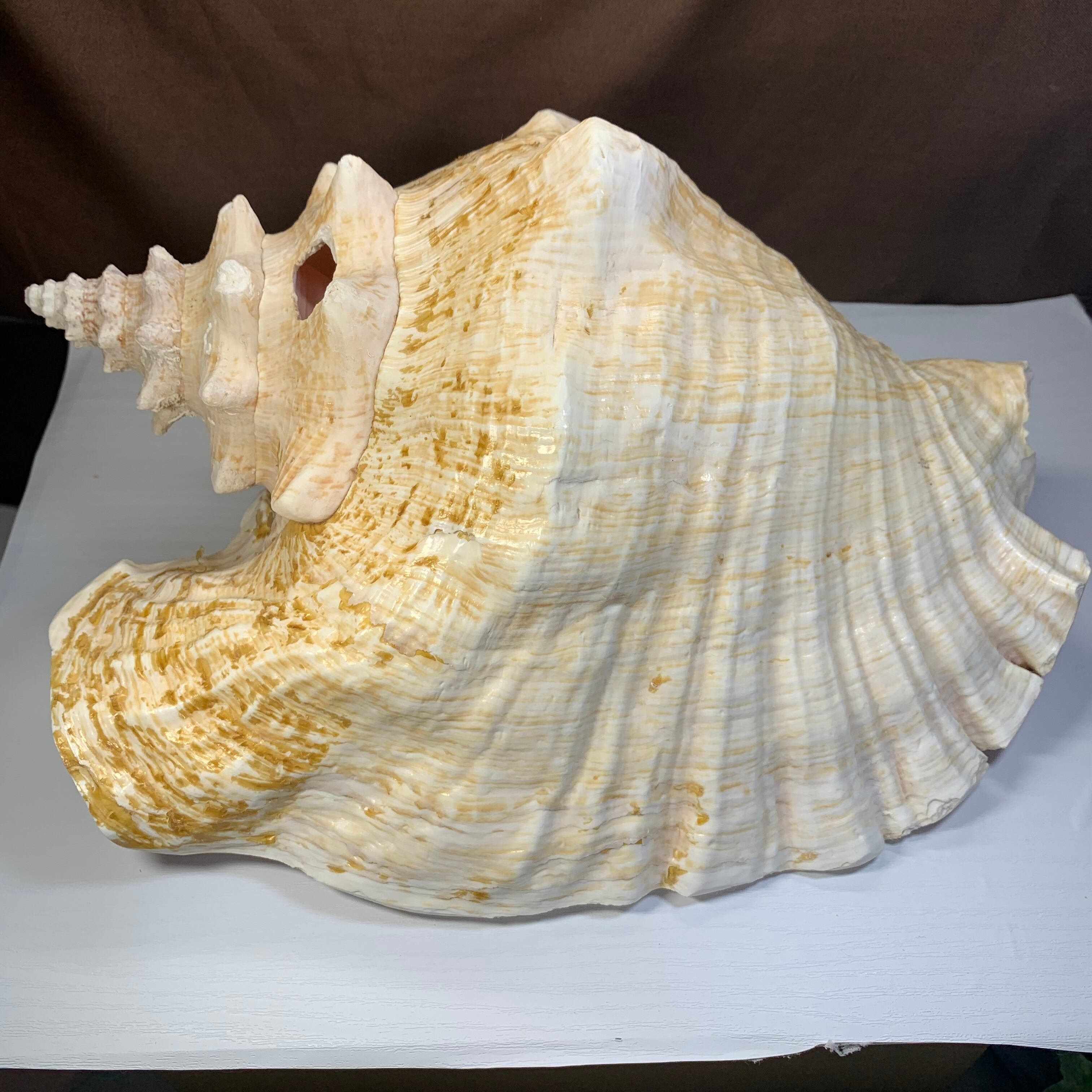 4.クイーンコンクシェル貝母・貝殻 | Naturaltreasure