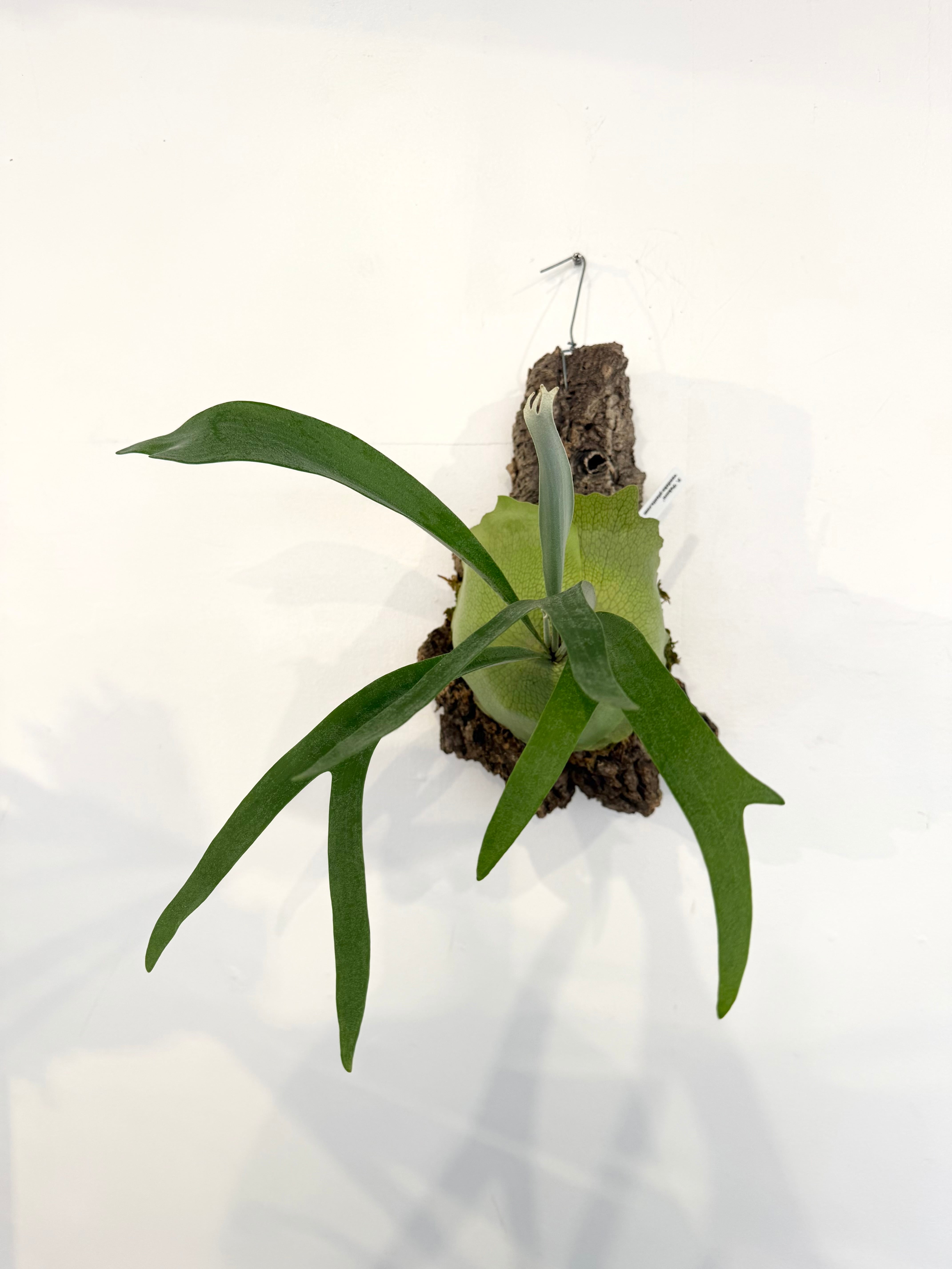 はなはなはなこ　ビカクシダ2種（E1、pakorn） a) P. 'Pakorn' ビカクシダ 'パコーン' | vandaka plants