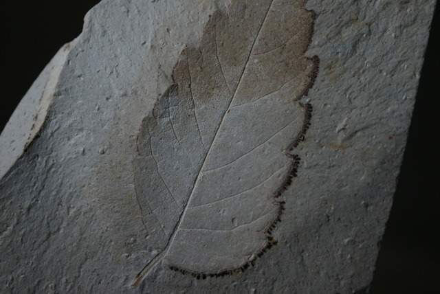 ハンガリー産木の葉化石 Leaf Fossil 1816