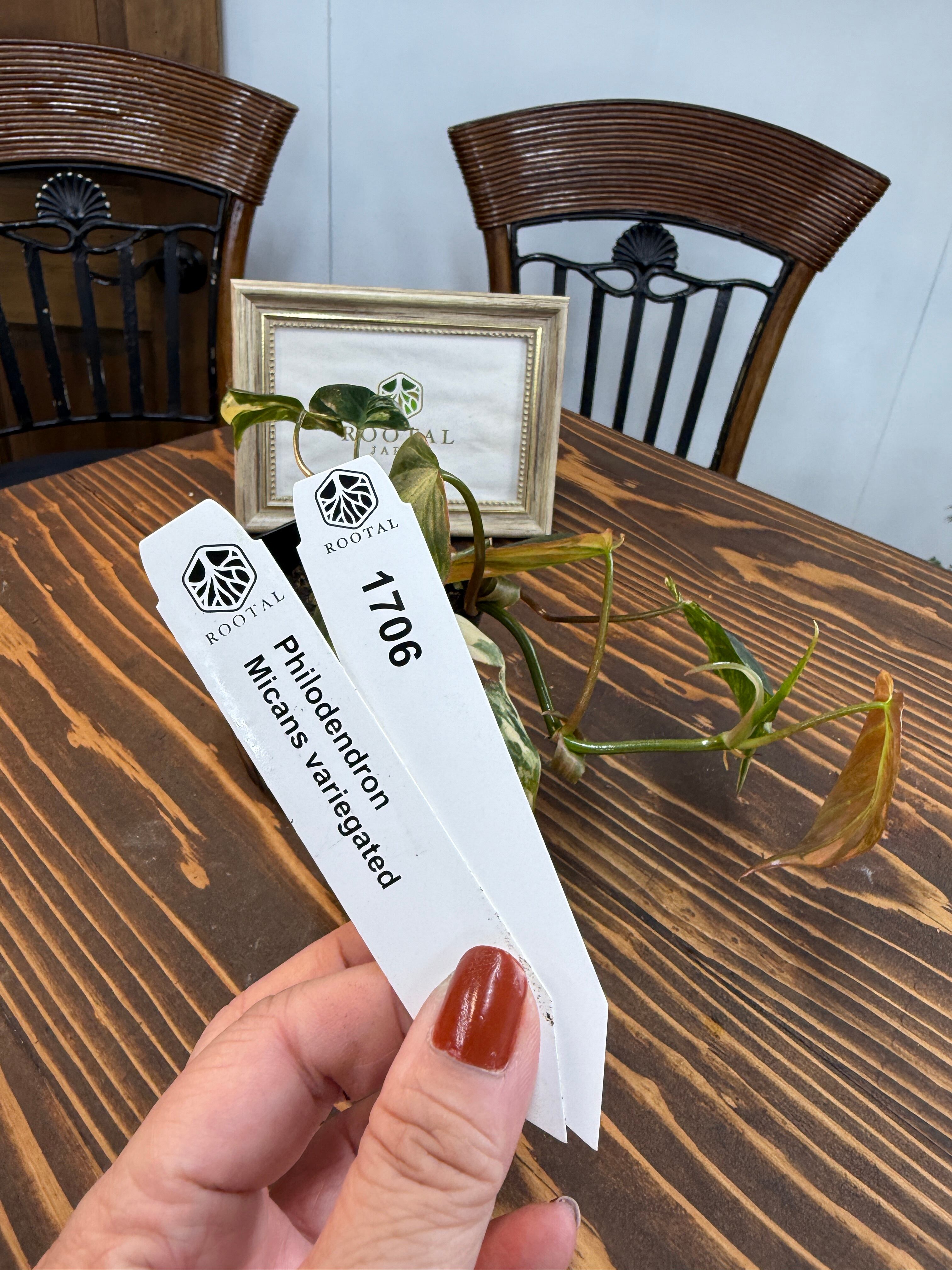 斑入り | ROOTALPLANTS