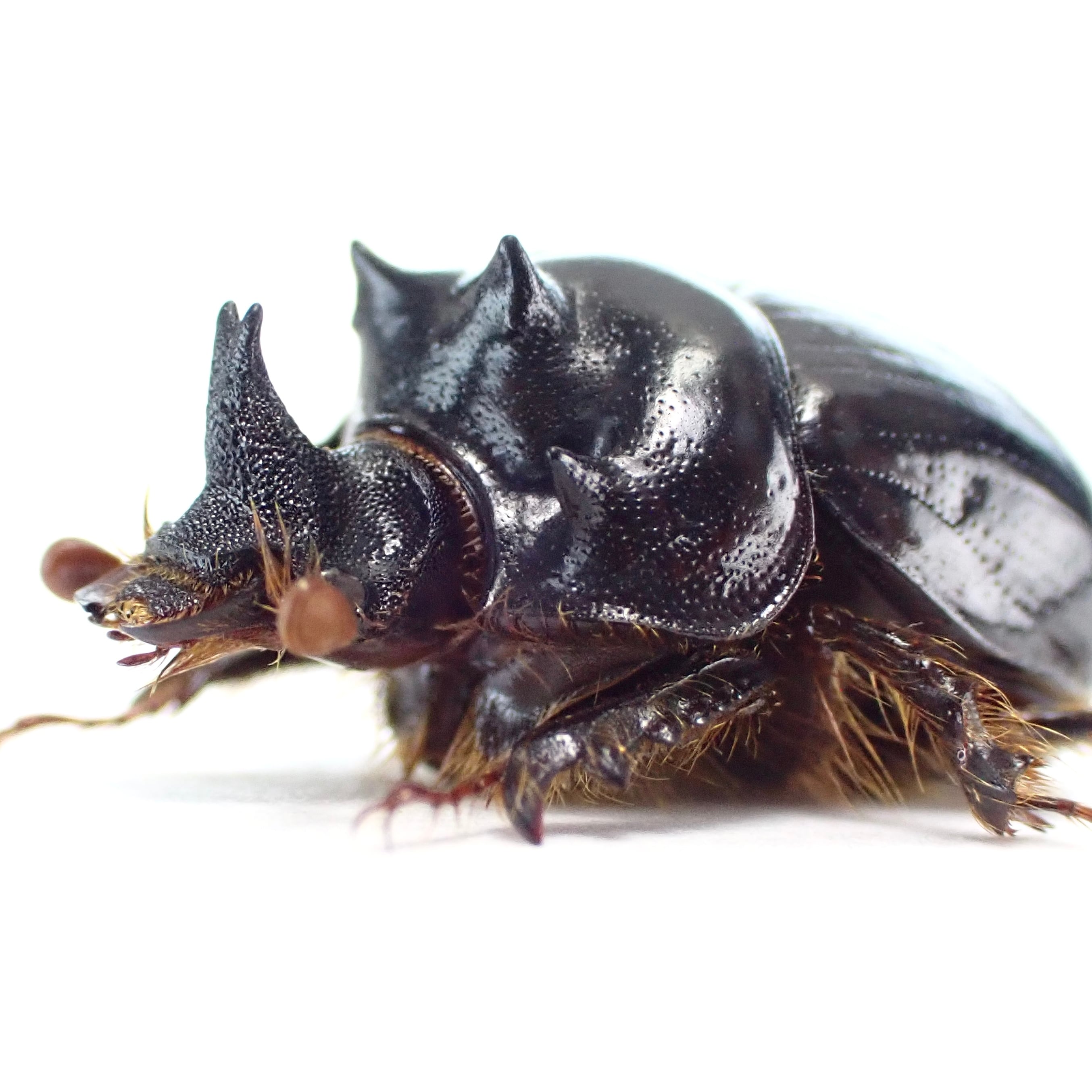 モロッコ産 Bolbelasmus bocchus ♂ 14mm XL | 昆虫標本 Diggers & Rollers