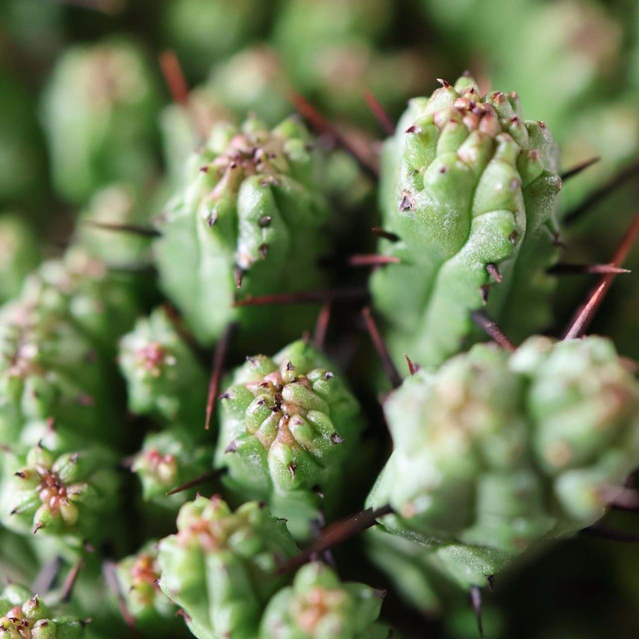 452 波打つ稜線『ユーフォルビア エノプラ クリスタータ 紅彩閣』観葉