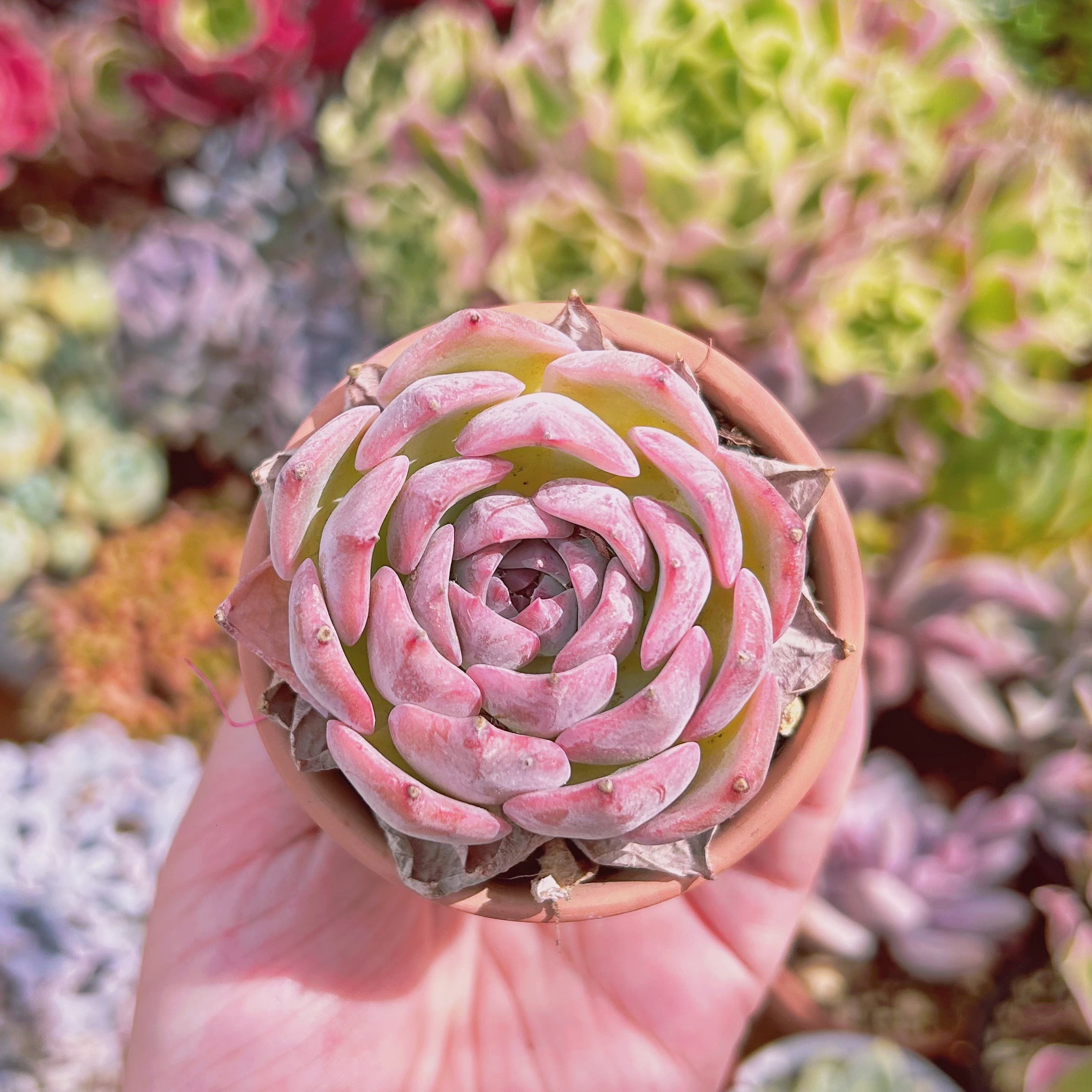 #501現物　多肉植物　チワワエンシスxシルエット