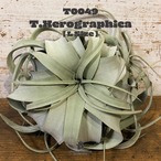 【送料無料】キセログラフィカL〔エアプランツ〕現品発送T0049