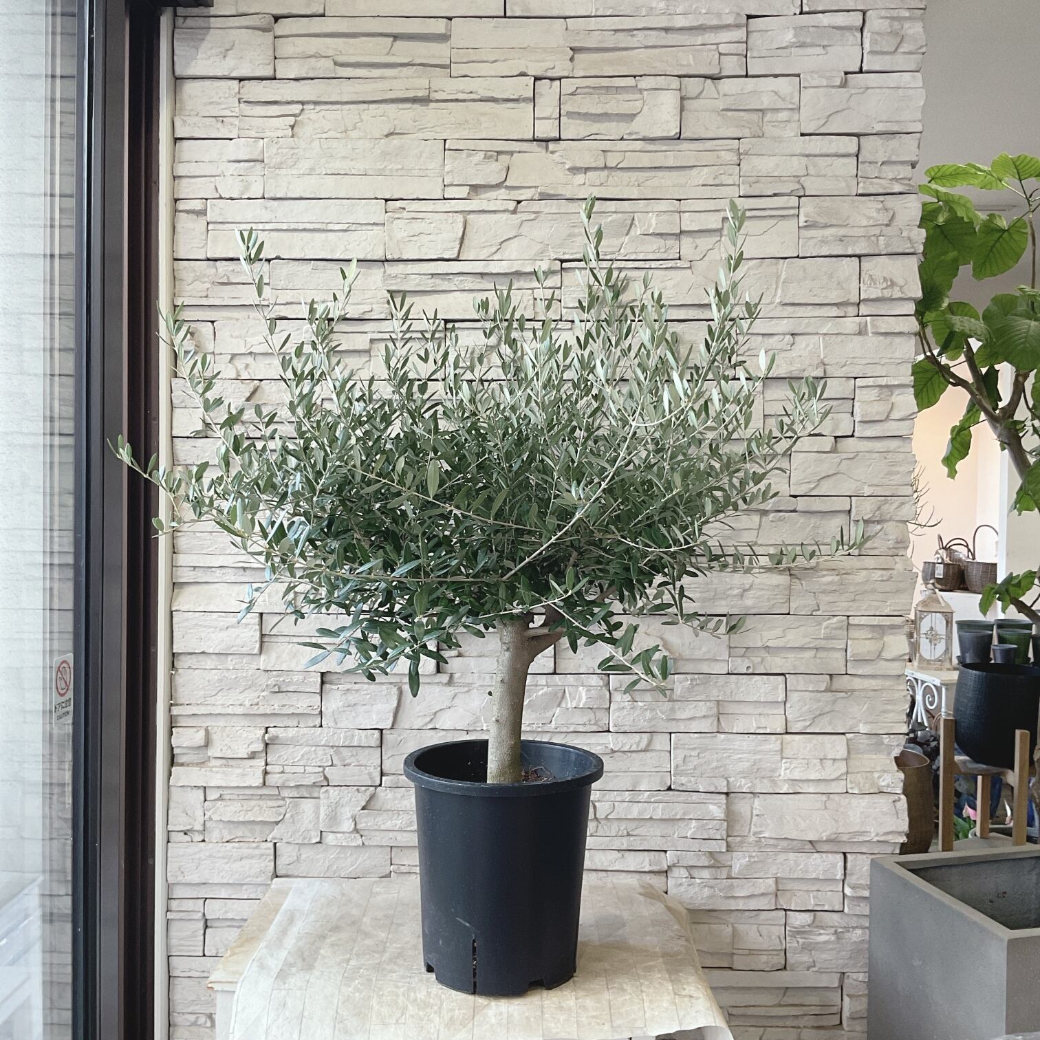 オリーブの木 | 橋本種苗園