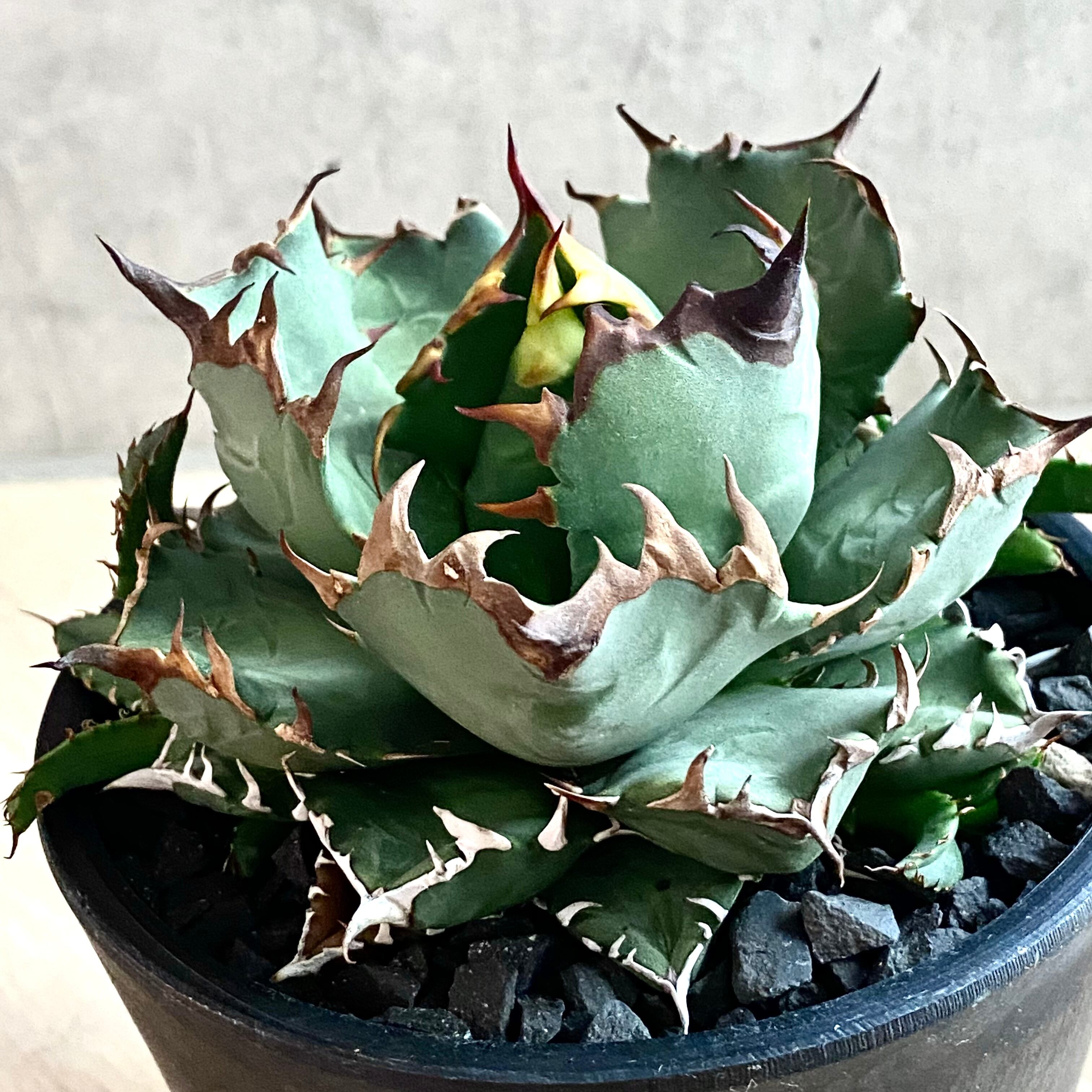 agave titanota /アガベ チタノタ 【子株3つ付き】【観葉植物】【多肉 ...