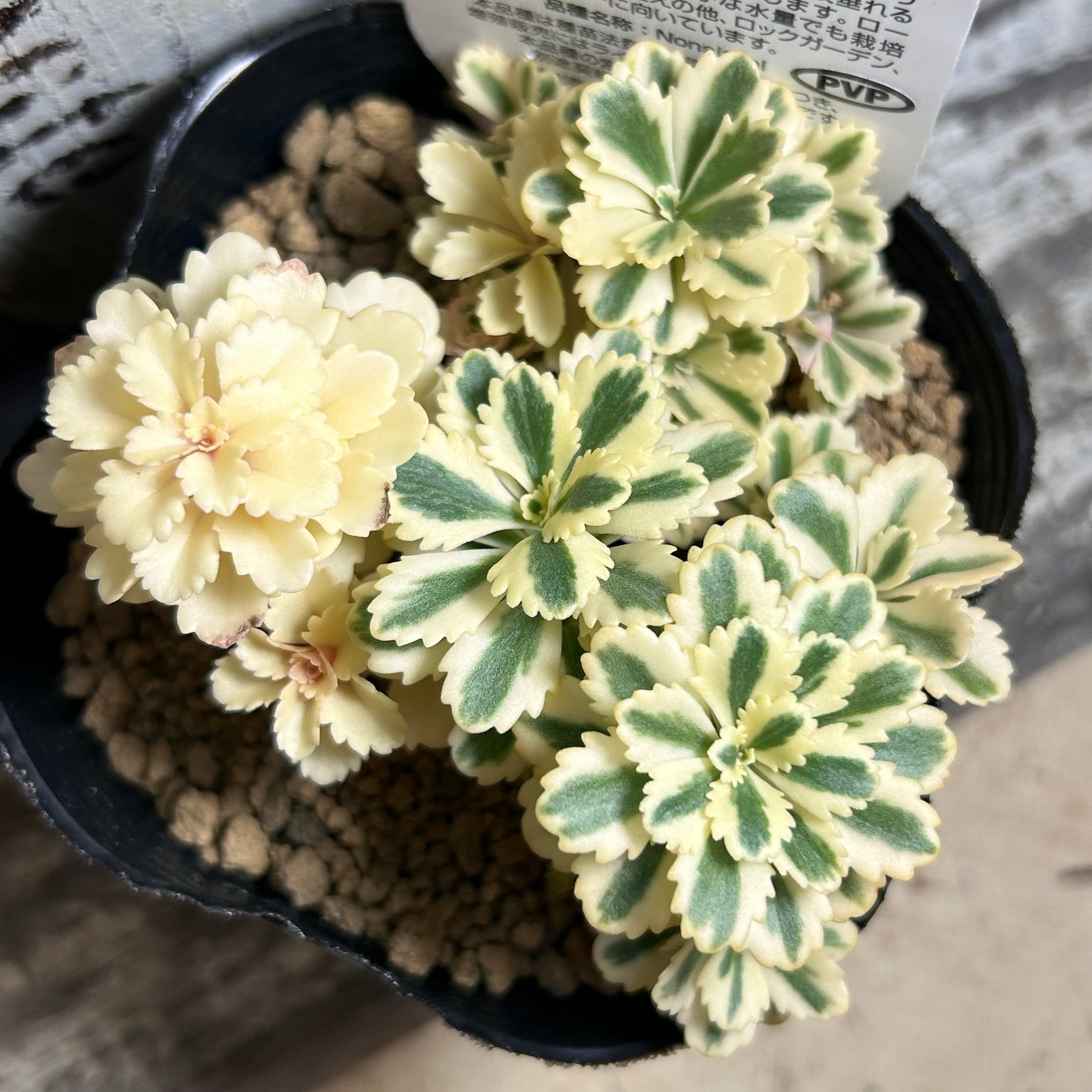 アトランティス | RuPo 多肉植物専門店