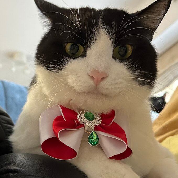 クリスマスチョーカー 犬猫チョーカー レギュラーサイズ 豪華ビジュー